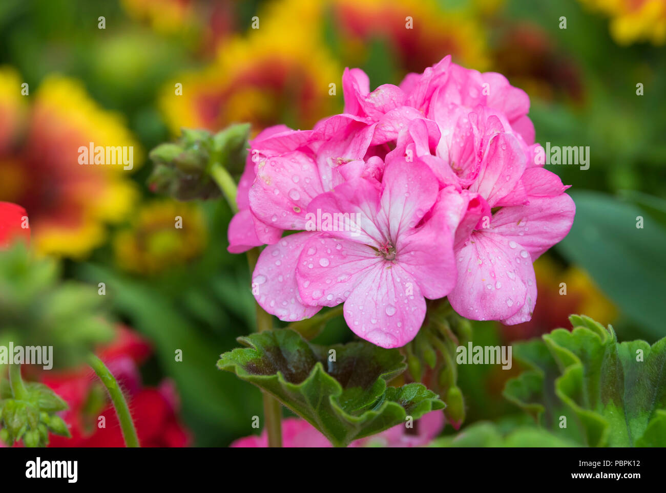 Nahaufnahme der rosa Pelargonium-Blüten (Geranien), die im Sommer (Juli) in West Sussex, England, Großbritannien, blühen. Stockfoto