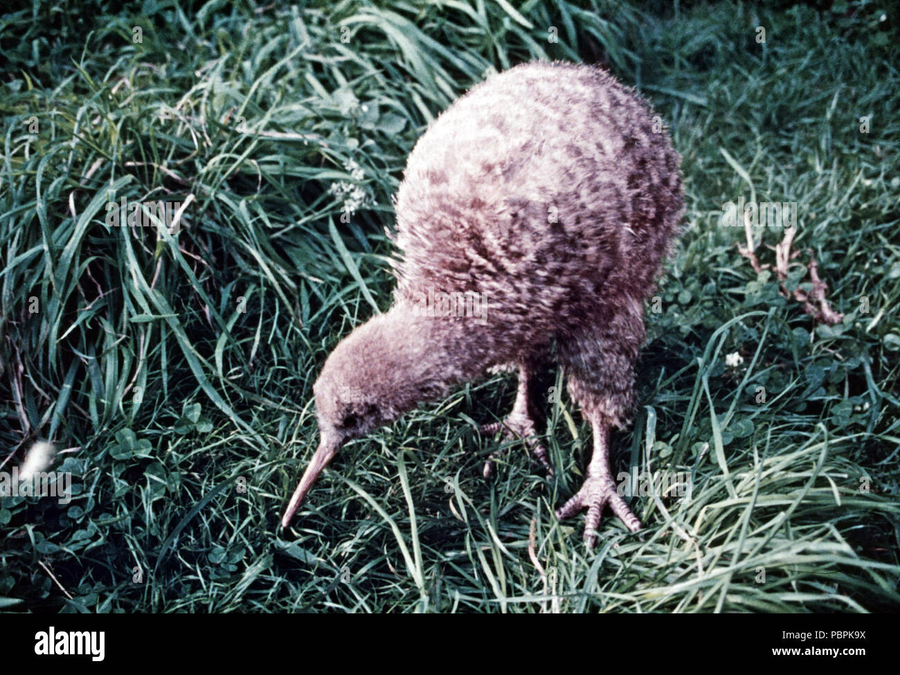 Kiwi Vogel, New Zealnd Stockfoto