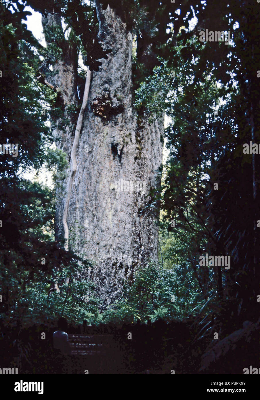 Riesige Kauri Baum, North Island, Neuseeland Stockfoto