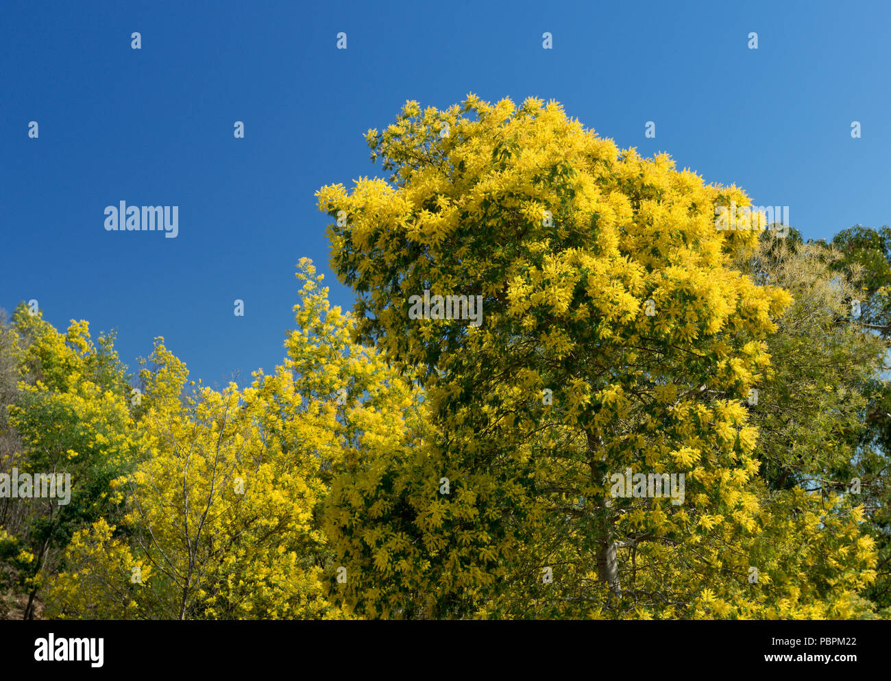 Acacia Mimosa Tree in Blume auf die Berge von Monchique, Algarve, Portugal Stockfoto