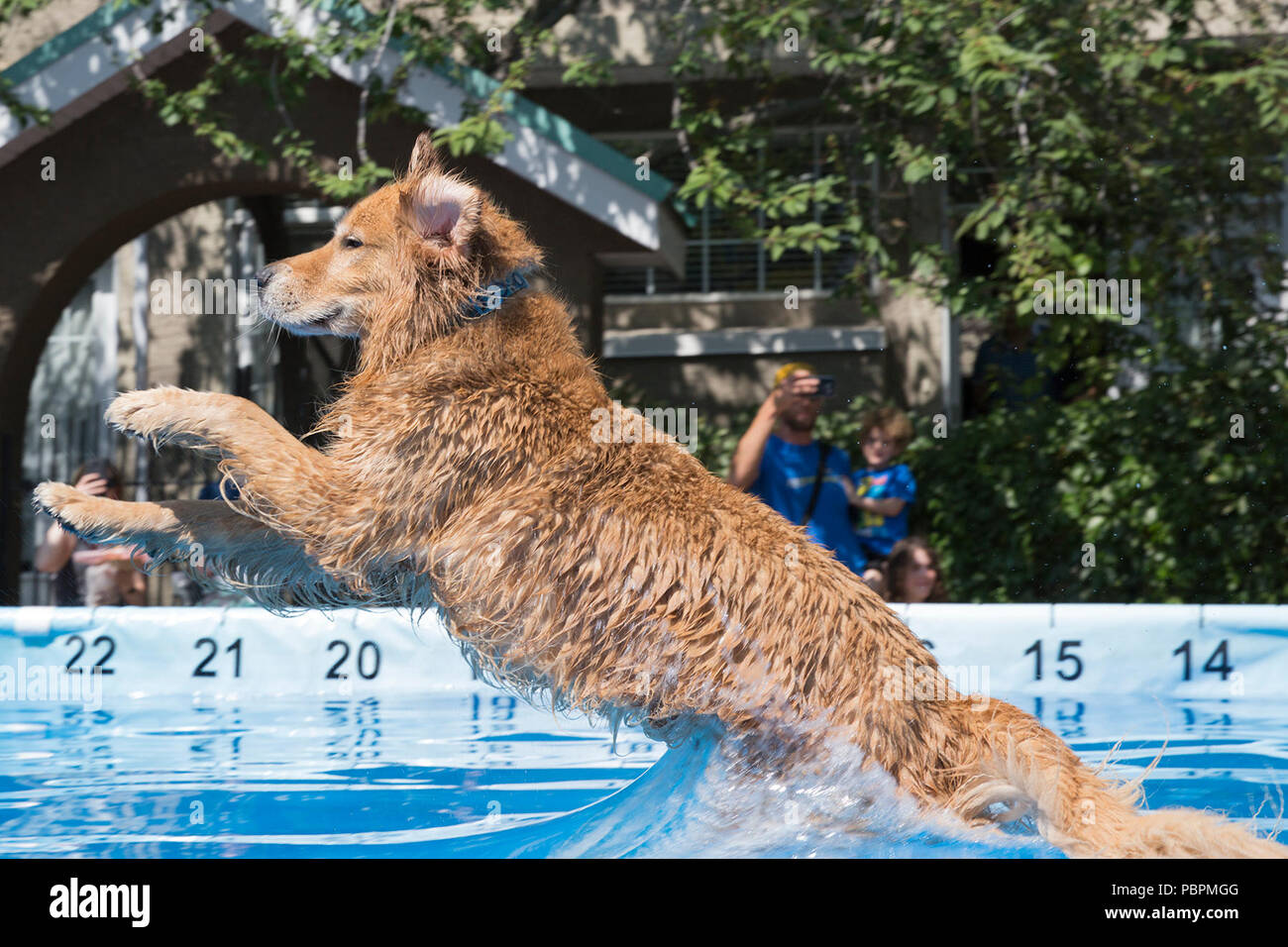 Calgary, Kanada. 28. Juli 2018. Hund springt in den Pool beim Skispringen. Canine Wassersport sind Teil der PET-a-Palooza, einem Outdoor pet-Festival. Rosanne Tackaberry/Alamy leben Nachrichten Stockfoto