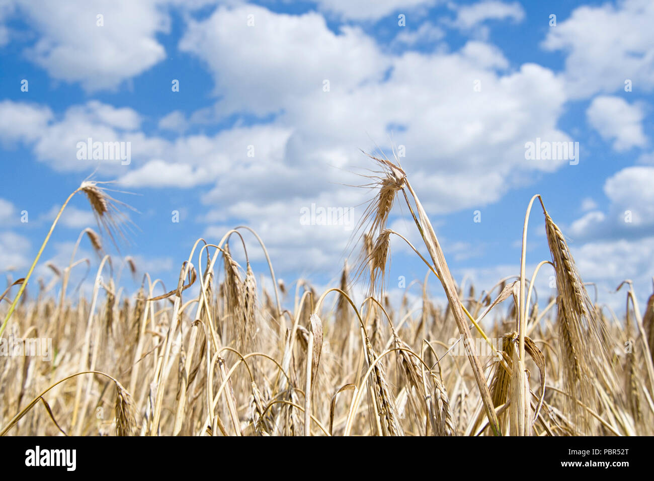 Goldene Ernte unter blauen Wolkenhimmel Stockfoto