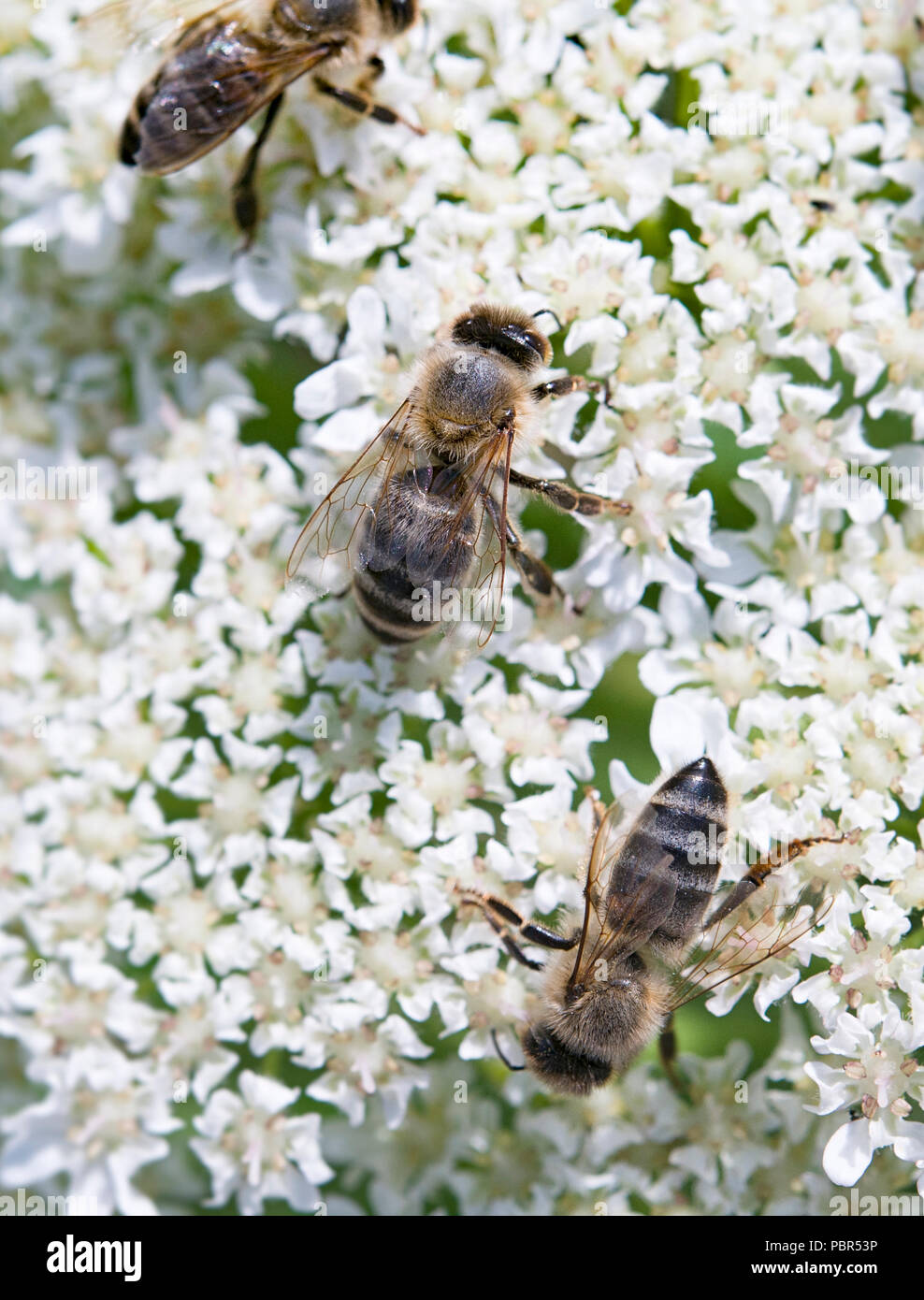Drei Bienen ist eine Schnittfuge eine Blume Stockfoto