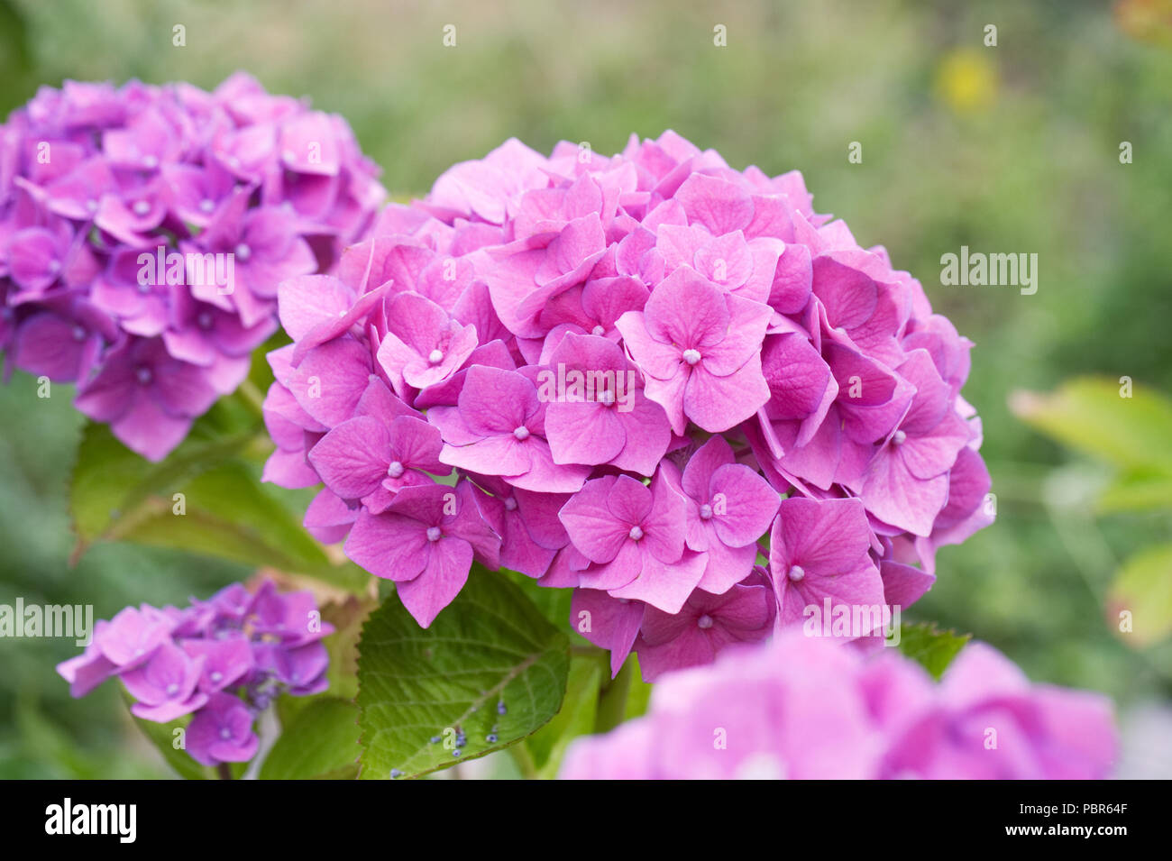 Moppköpfe aus rosa Hortensie flowerhead. Stockfoto