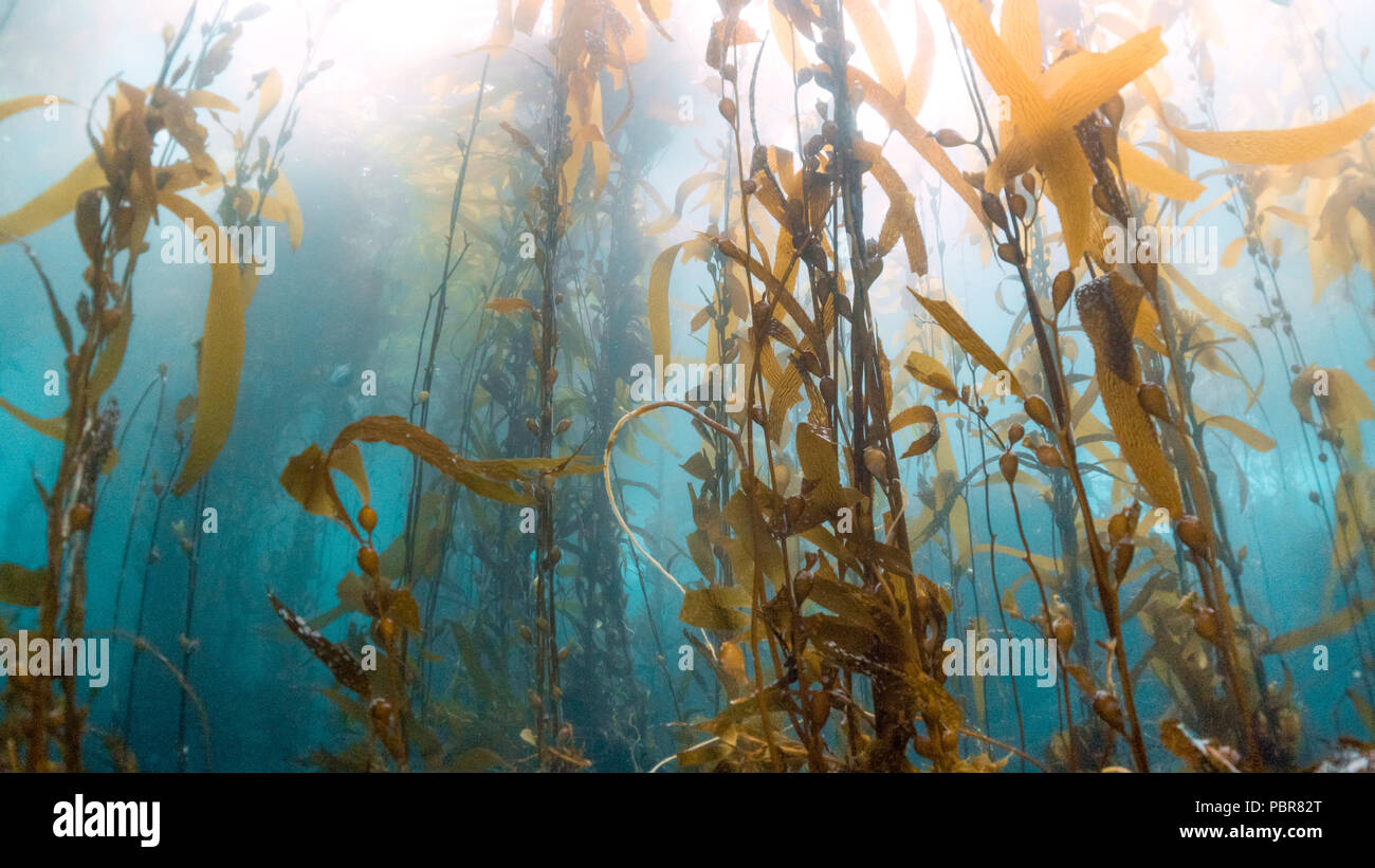 CHANNEL ISLANDS, Kalifornien (USA) - 19. November 2017: seetangwälder während Tauchen in Channel Islands, Kalifornien. Unterwasser erschossen. Stockfoto