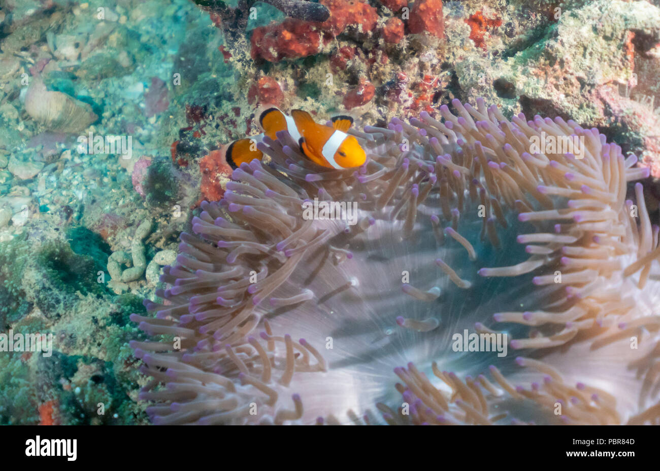 PERHENTIAN ISLANDS, Malasya - 12. April 2018: Unterwasser schuss Clownfische und Anemone. Tauchen in Malasya Stockfoto