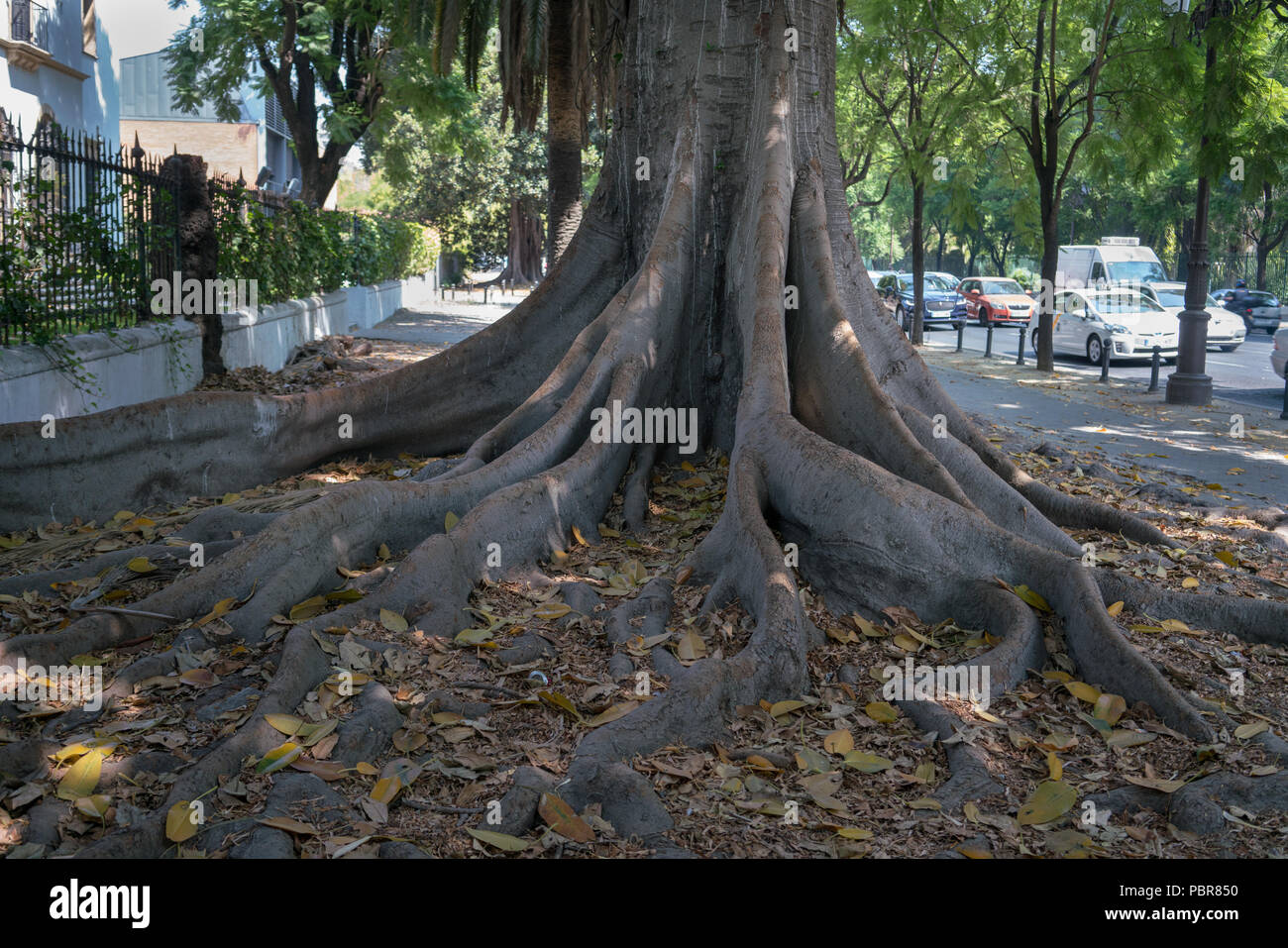 Die großen Wurzeln eines Banyan Tree in Sevilla, Spanien Stockfoto