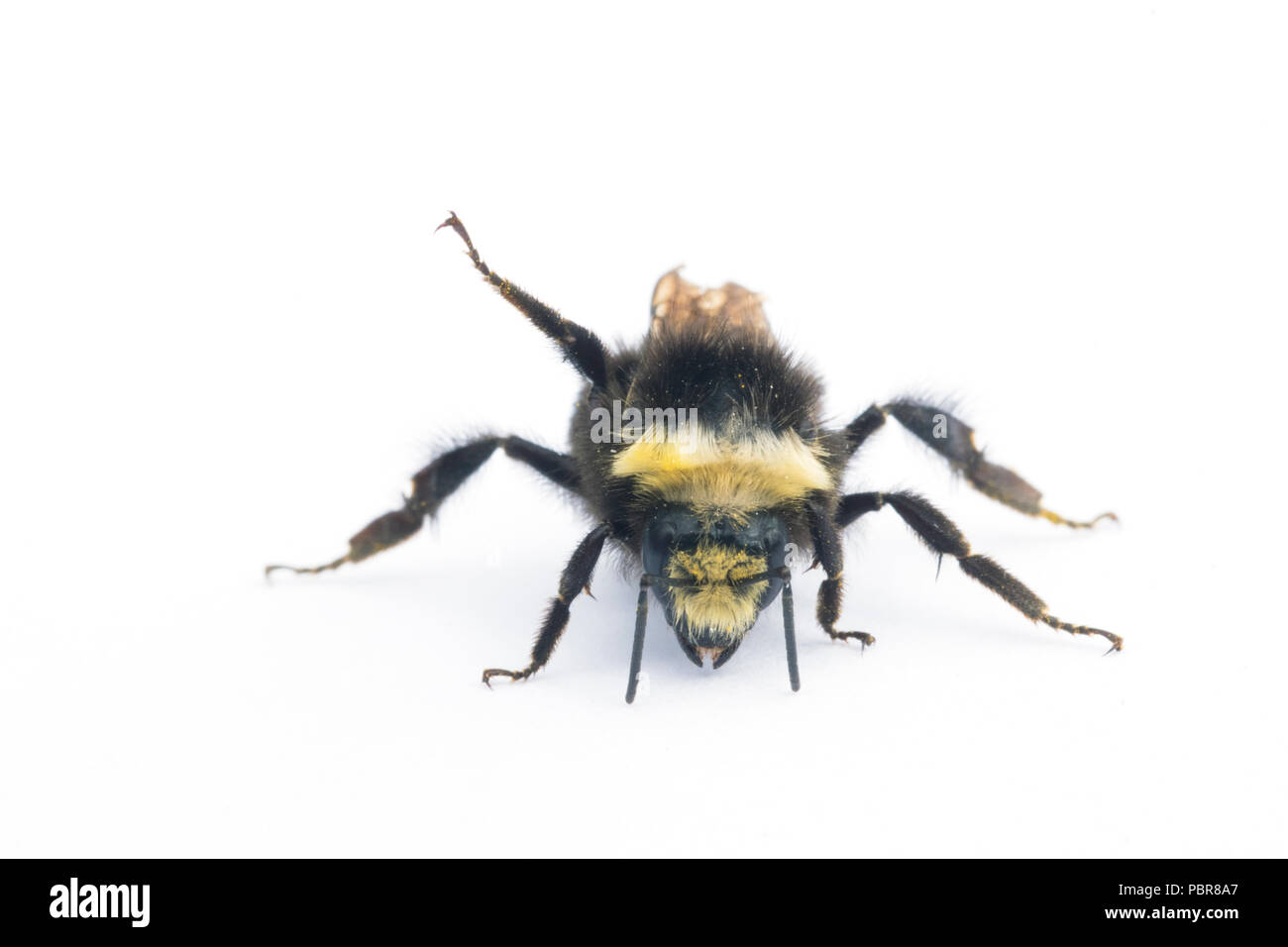 Gelb - konfrontiert, Hummel (Bombus vosnesenskii) Gemeinsame bumble bee aus dem nordwestlichen UNS, Nahaufnahme portrait Stockfoto
