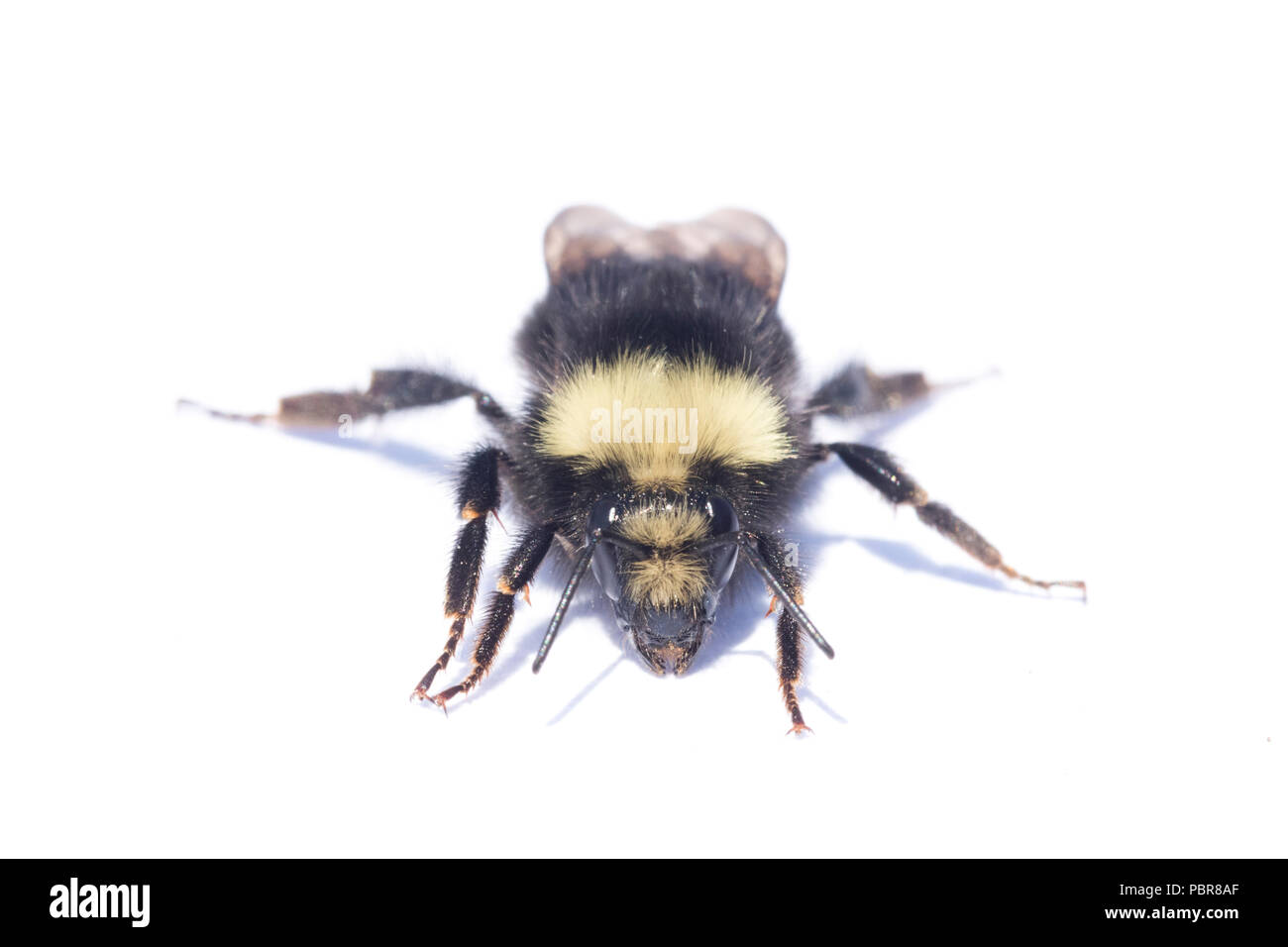 Gelb - konfrontiert, Hummel (Bombus vosnesenskii) Gemeinsame bumble bee aus dem nordwestlichen UNS, Nahaufnahme portrait Stockfoto