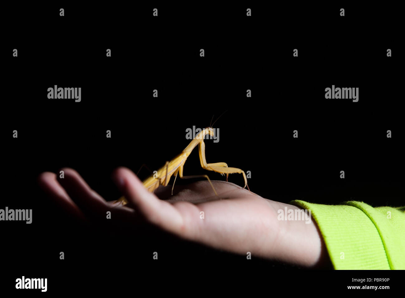 Kind Hand lebenden Insekten Gottesanbeterin bei Nacht dunklen Hintergrund mit Copyspace Stockfoto