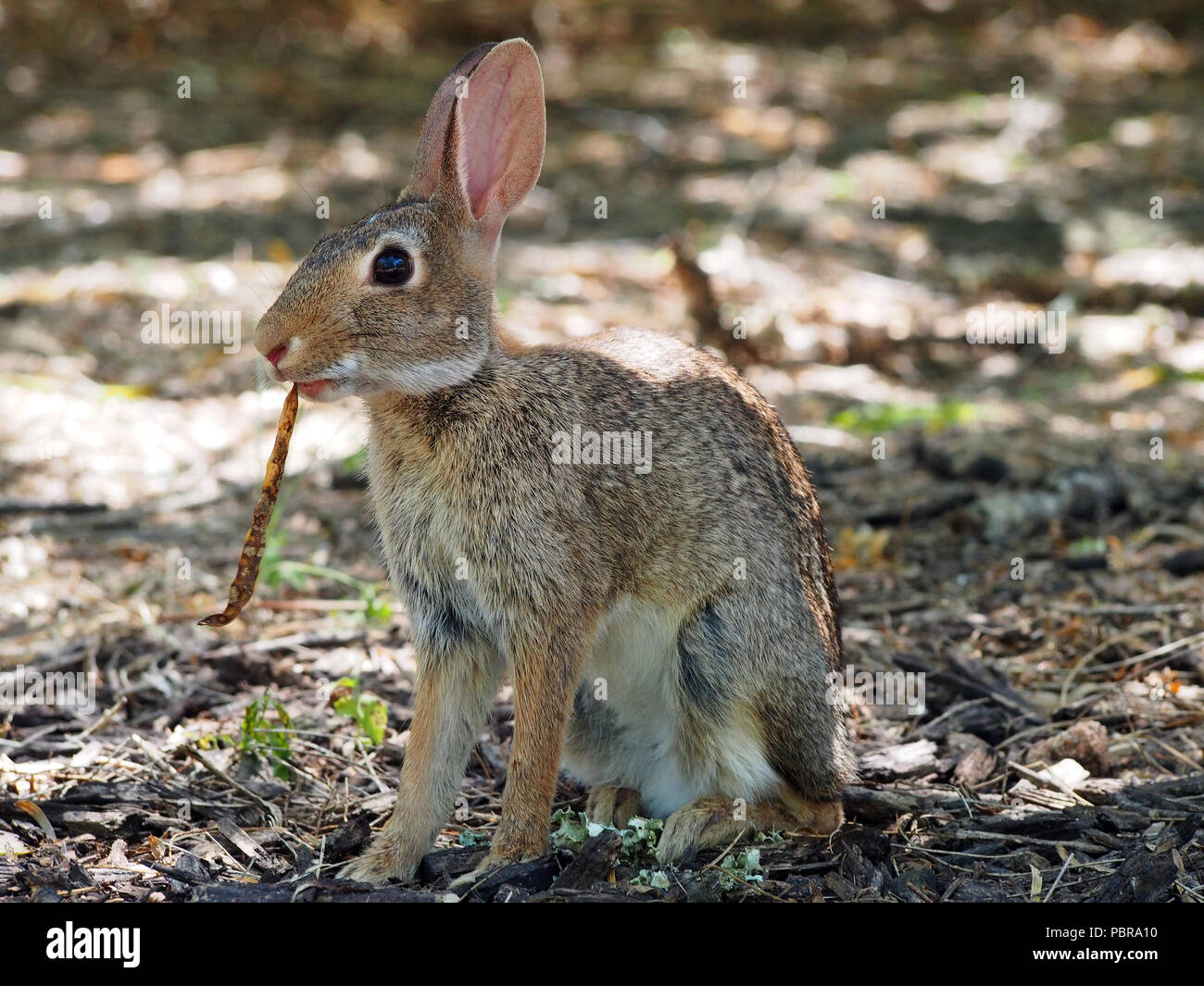 Cottontail Rabbit munches auf einen gefallenen Samen pod aus einem der reiche Süden Texas Mesquite Bäume. South Texas Botanischen Gärten. Corpus Christi, TX. Stockfoto