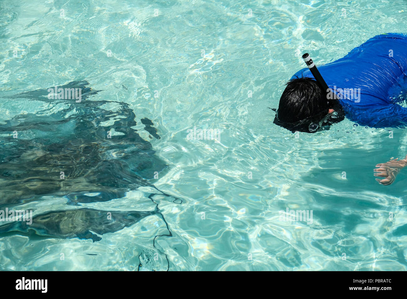 Ein Junge Schnorchel und sieht einen grossen Stachelrochen in Stingray City Grand Cayman Island Stockfoto