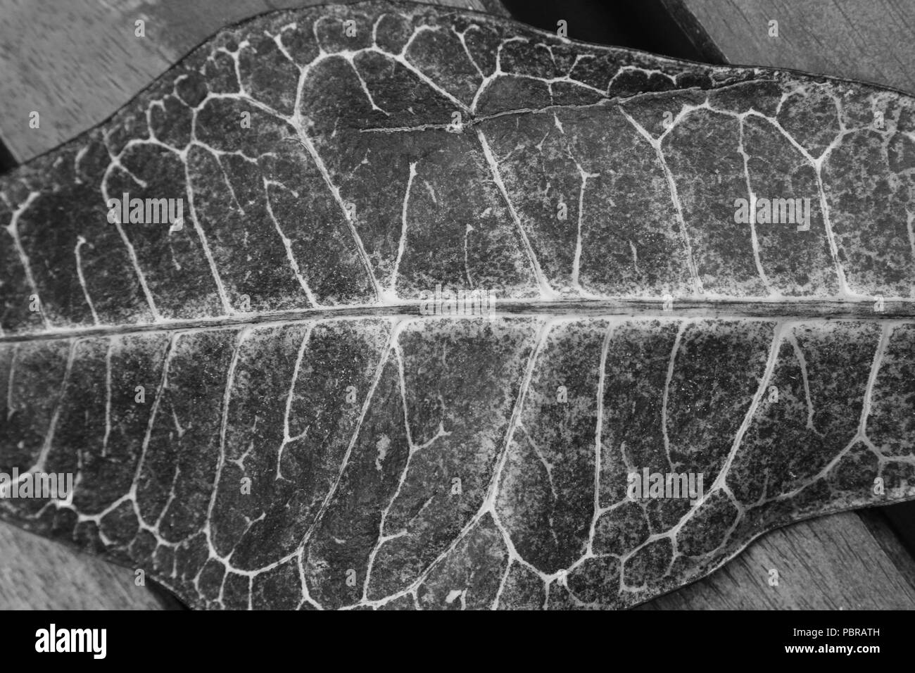 Overhead shot der schwarzen und weißen Blatt Stockfoto