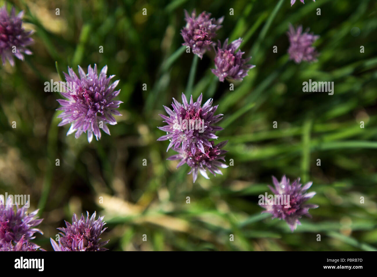Nahaufnahme von lila Blüten Stockfoto