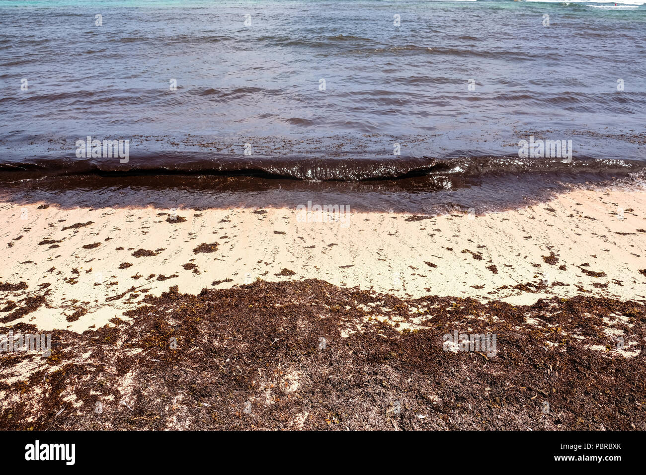 Ein Junge sieht sich Massen von Algen angeschwemmt an Stränden in Kaiman Inseln Stockfoto