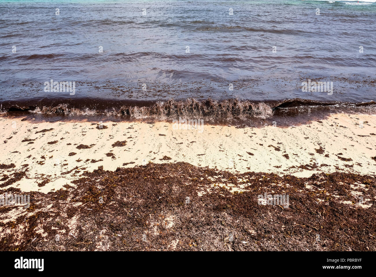 Massen von Algen an Stränden in Kaiman Inseln Stockfoto