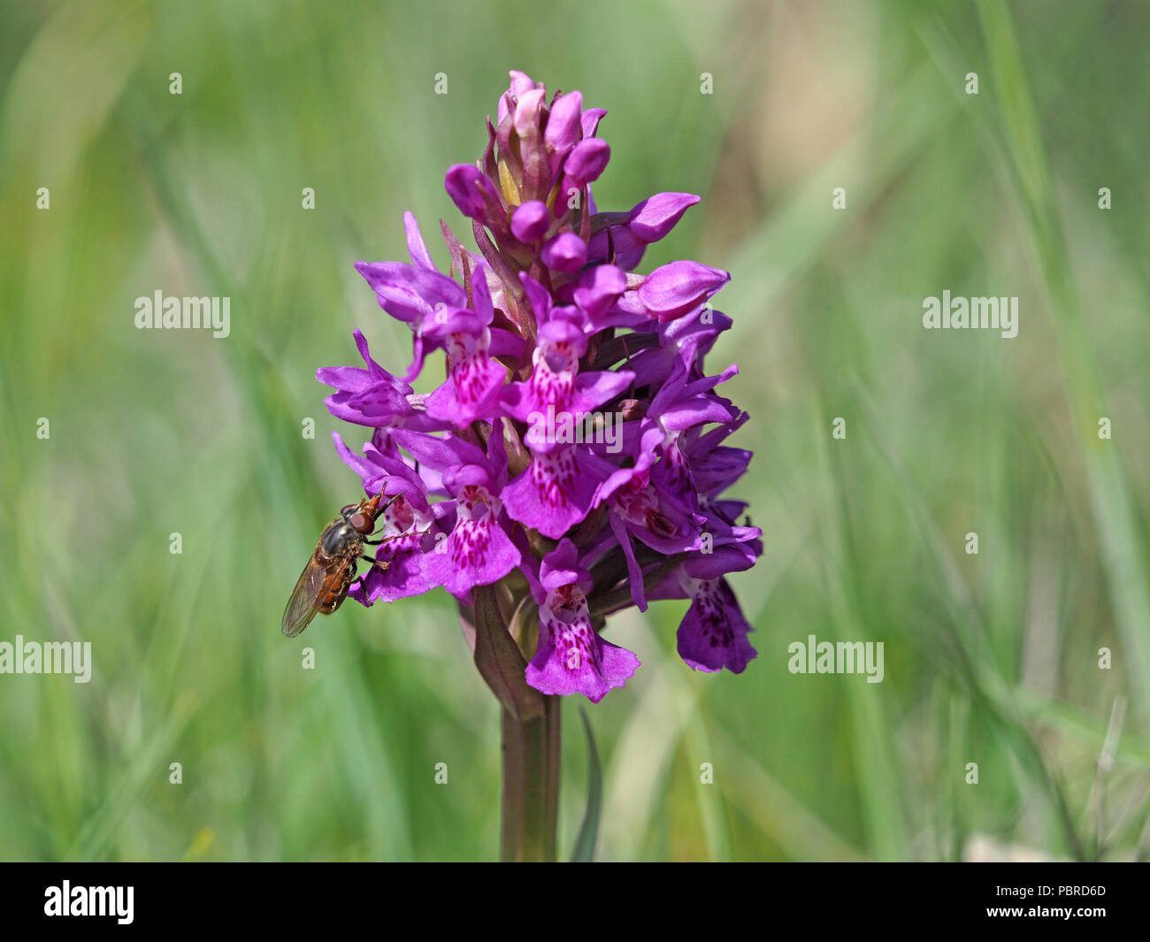 Rhyngia Campestris, gemeinsame Schnauze Hoverfly mit prominenten Schnauze auf den nördlichen Sumpf Orchid (Dactylorhiza purpurella) in Cumbria, England, Großbritannien Stockfoto