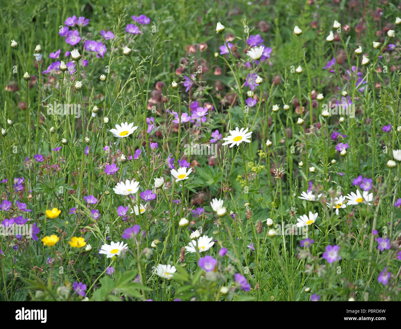 Wildflower Mosaik einschließlich Wiese Cranesbill, Wasser Avens, Ox-eye Daisy, Wiese Hahnenfuß, meine Damen Bedstraw & Spitzwegerich in Cumbria, England, Großbritannien Stockfoto