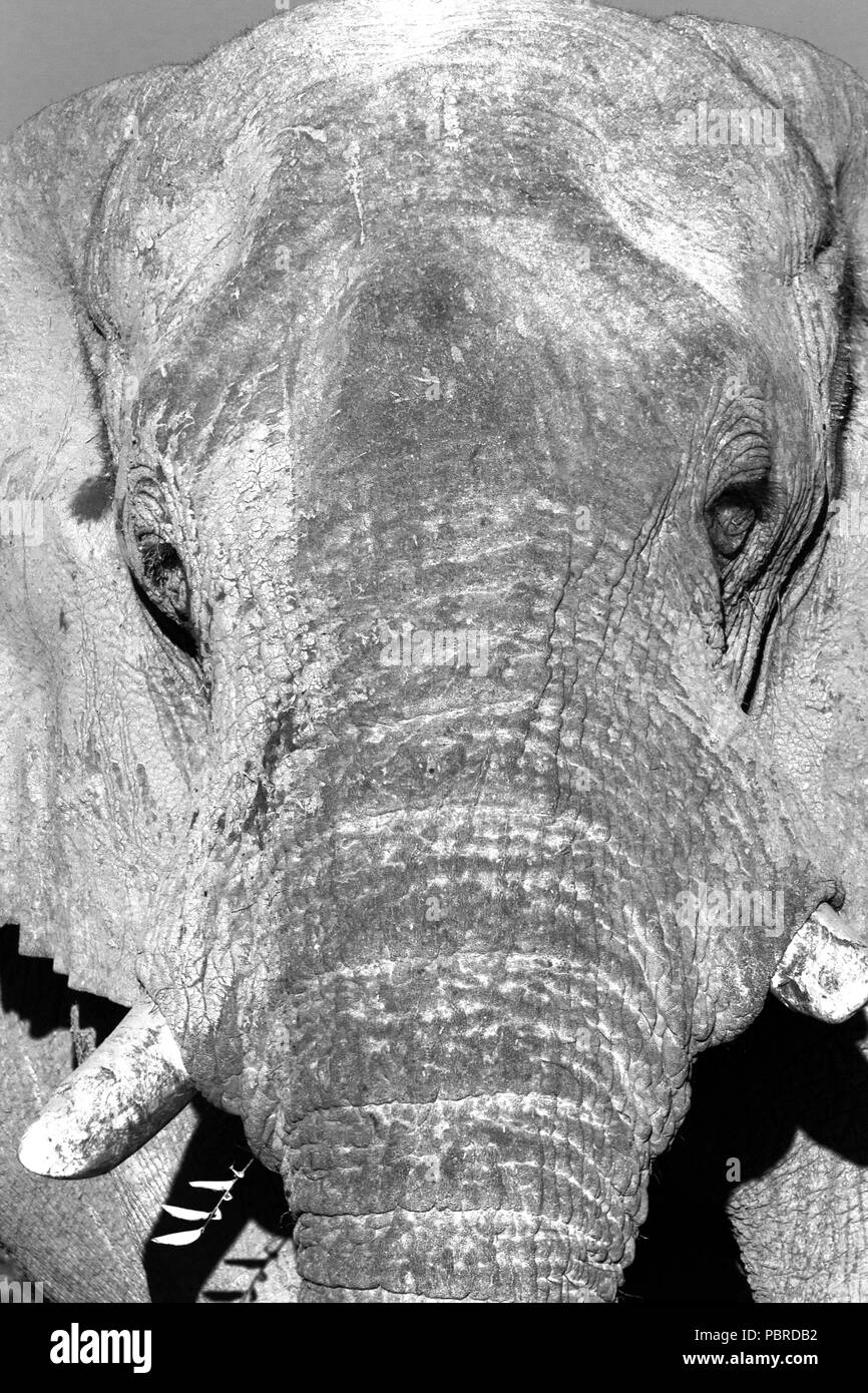 Monochrome Portrait eines Stiers Afrikanischer Elefant (Loxodonta africana), Etosha National Park, Namibia. Stockfoto