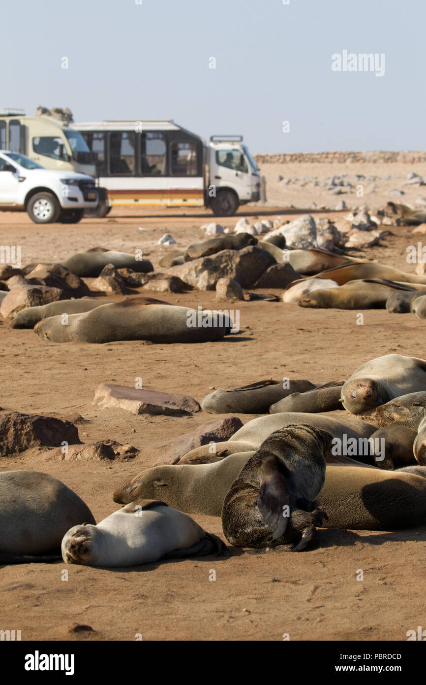 Kap Pelzrobben (Arctocephalus Pusillus) bei Cape Cross Seal Kolonie, Namibia. Stockfoto