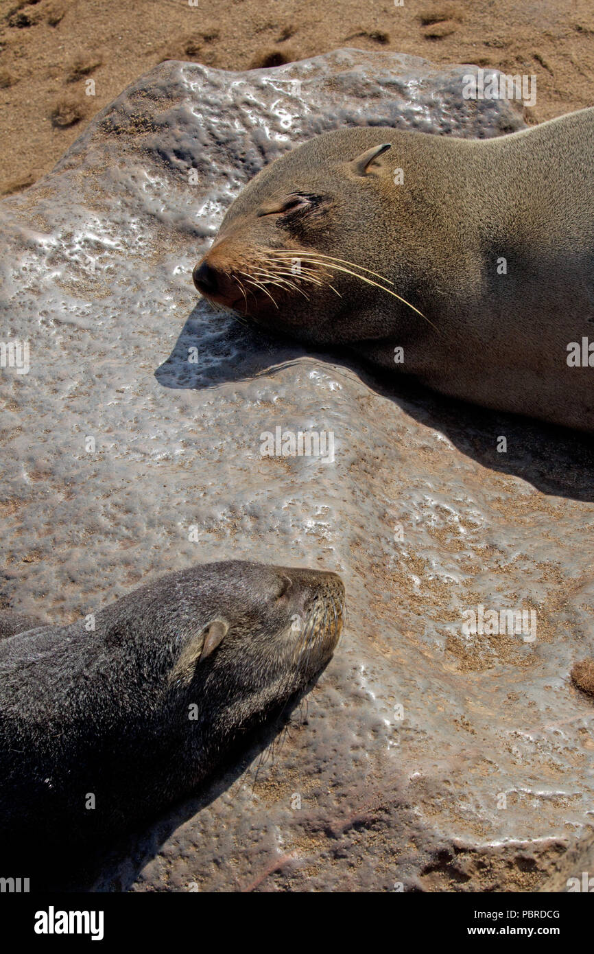 Kap Pelzrobben (Arctocephalus Pusillus) bei Cape Cross Seal Kolonie, Namibia. Stockfoto