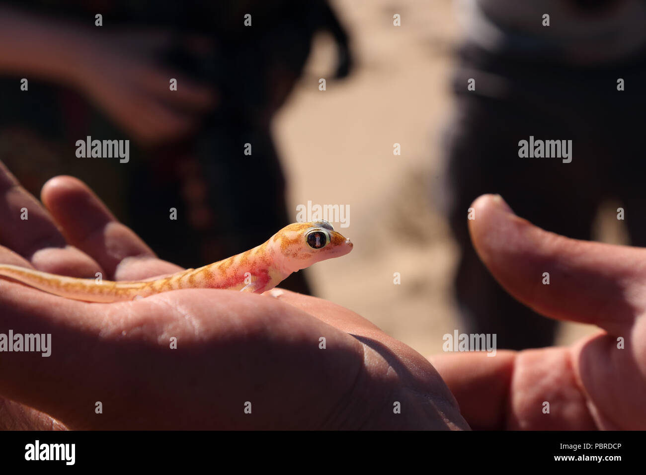 Namib sand Gecko (Pachydactylus rangei) gehandhabt werden, Wüste Namib, Namibia. Stockfoto