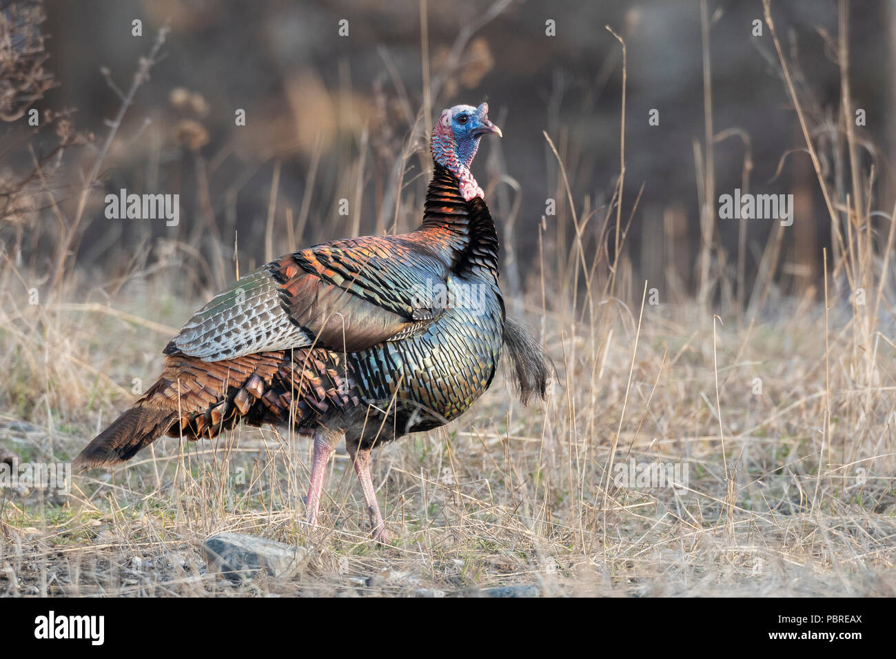 Wilder Truthahn (Meleagris gallopavo) verschlingen, Frühling, MN, USA, von Dominique Braud/Dembinsky Foto Assoc Stockfoto