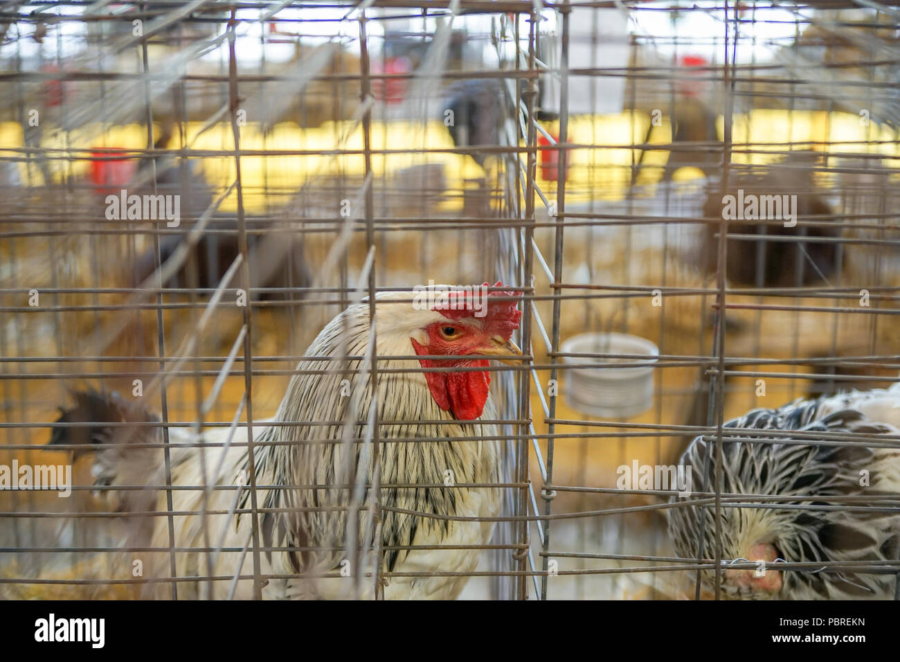 Fair Huhn Hahn in Käfig Ausstellung Stockfoto