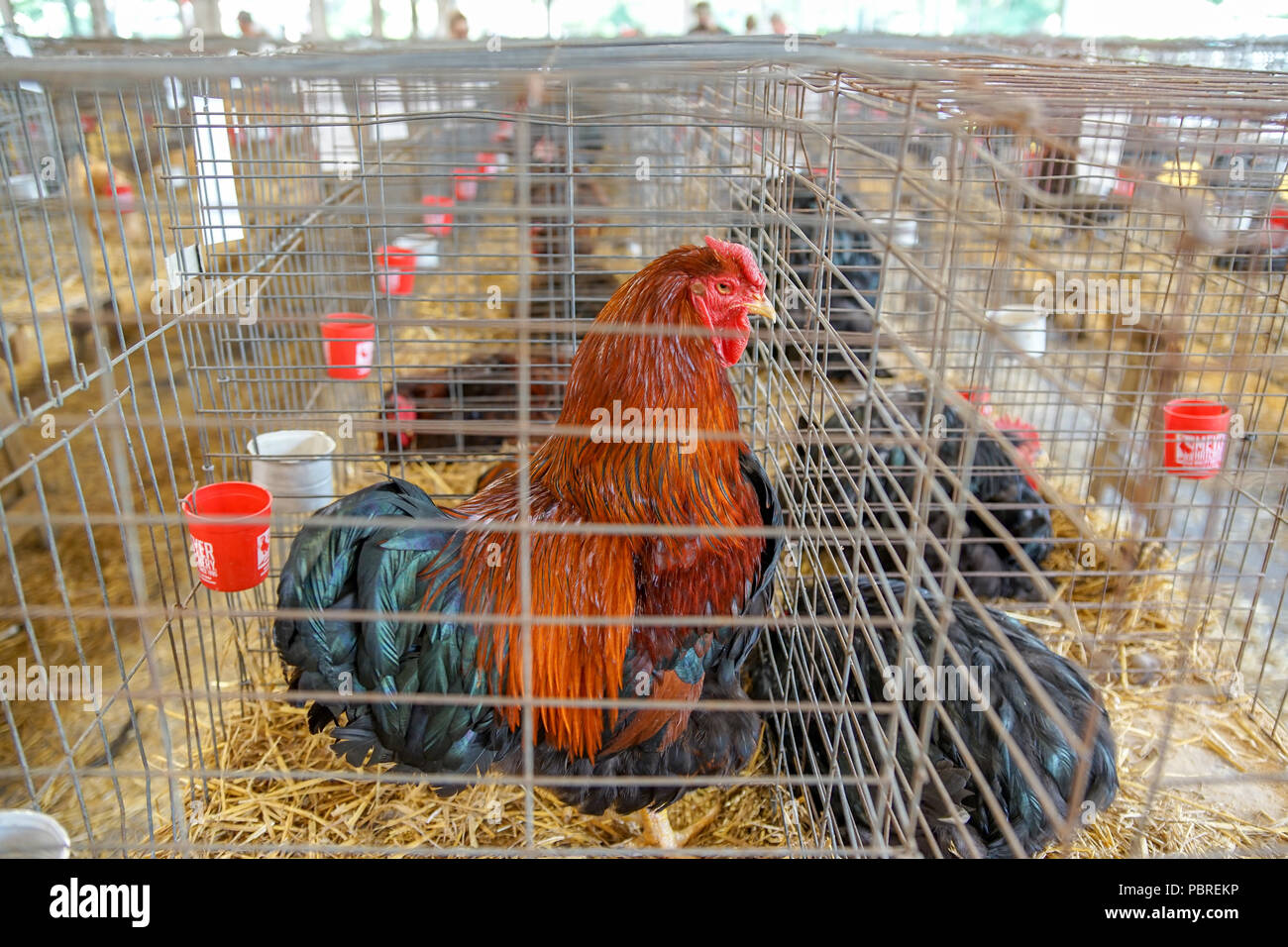 Fair Huhn Hahn in Käfig Ausstellung Stockfoto