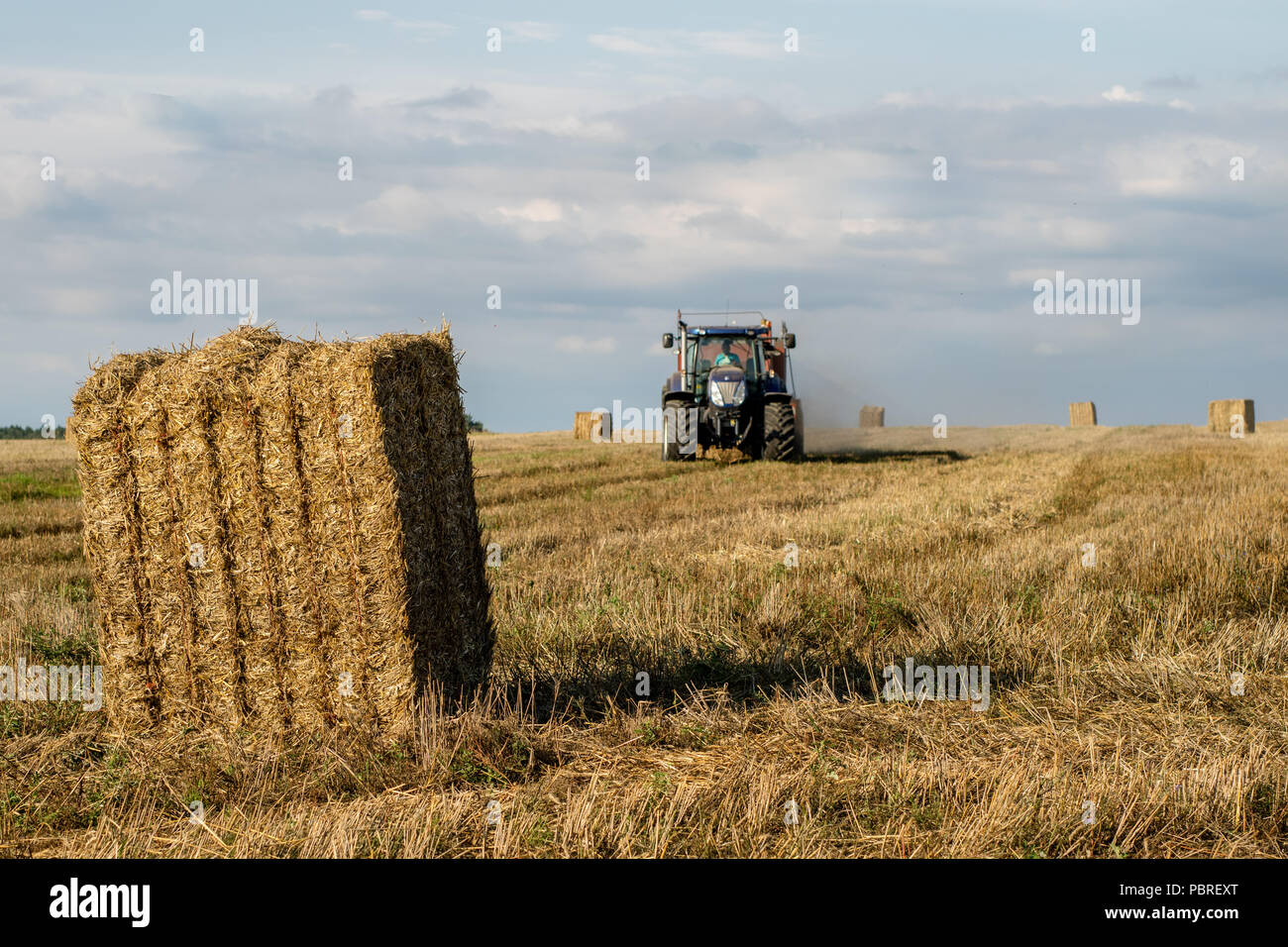 Die Riemenscheiben von Stroh im Bereich angeordnet. Arbeit während der Ernte. Saison der Sommer Stockfoto