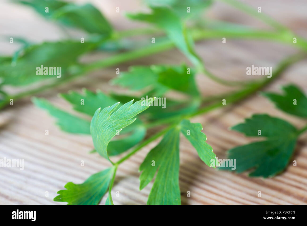 Bündel von frischem Liebstöckel Blätter auf holztisch Makro Stockfoto