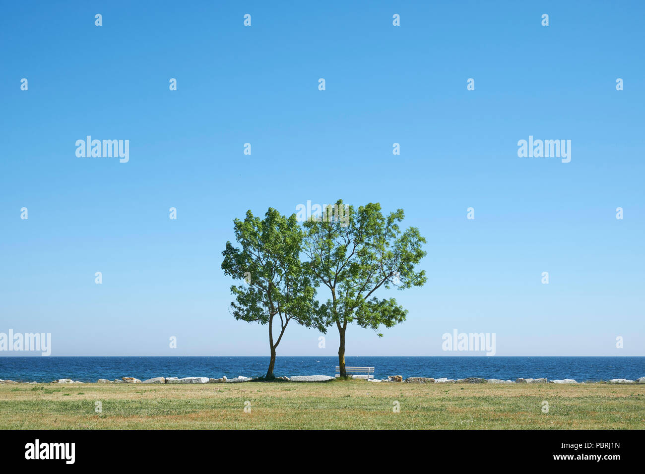 Zwei Bäume mit Sitzbank an der Ostseeküste, Sassnitz, Insel Rügen, Mecklenburg-Vorpommern, Deutschland Stockfoto