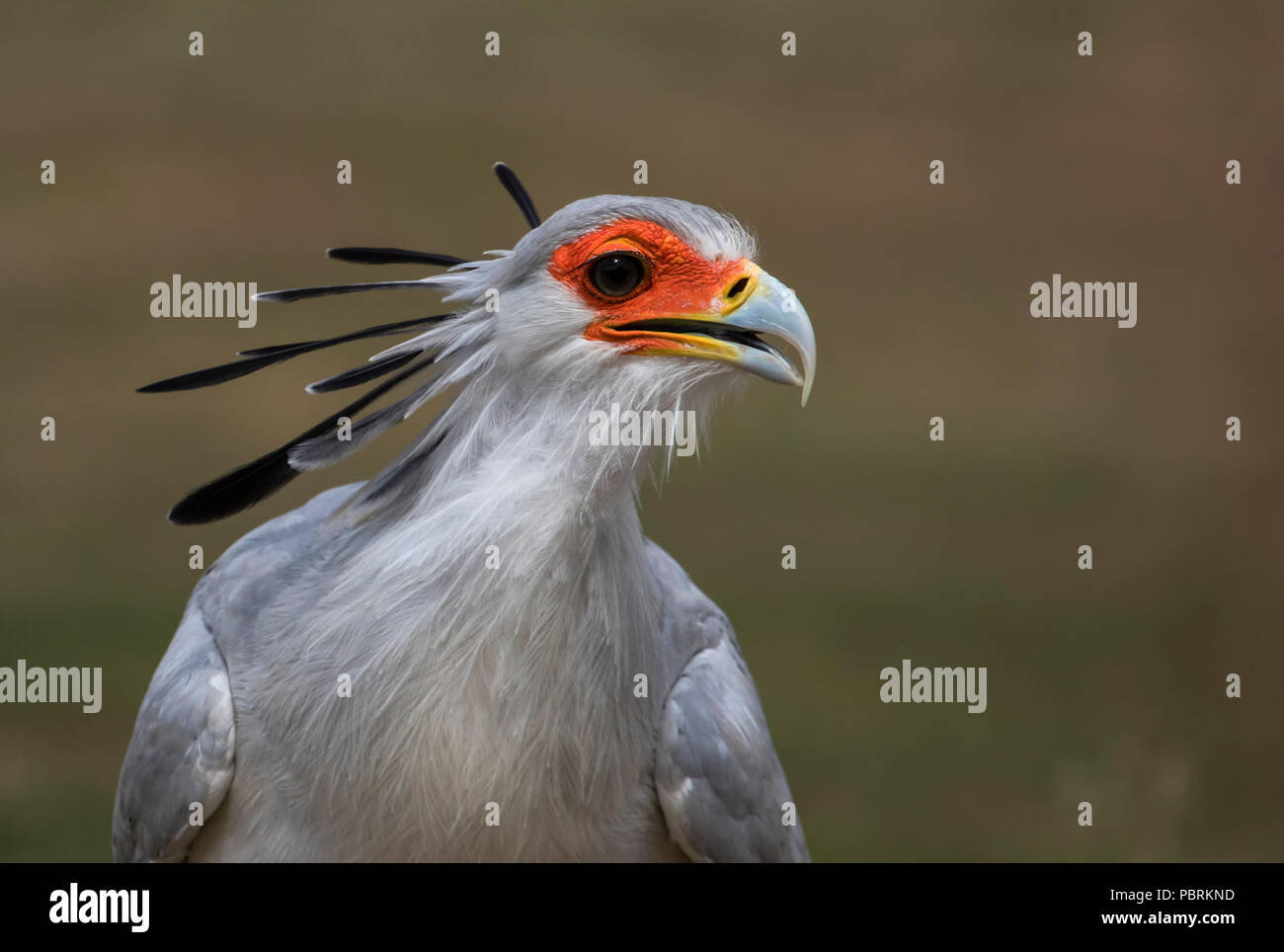 Sekretärin-Vogel Stockfoto