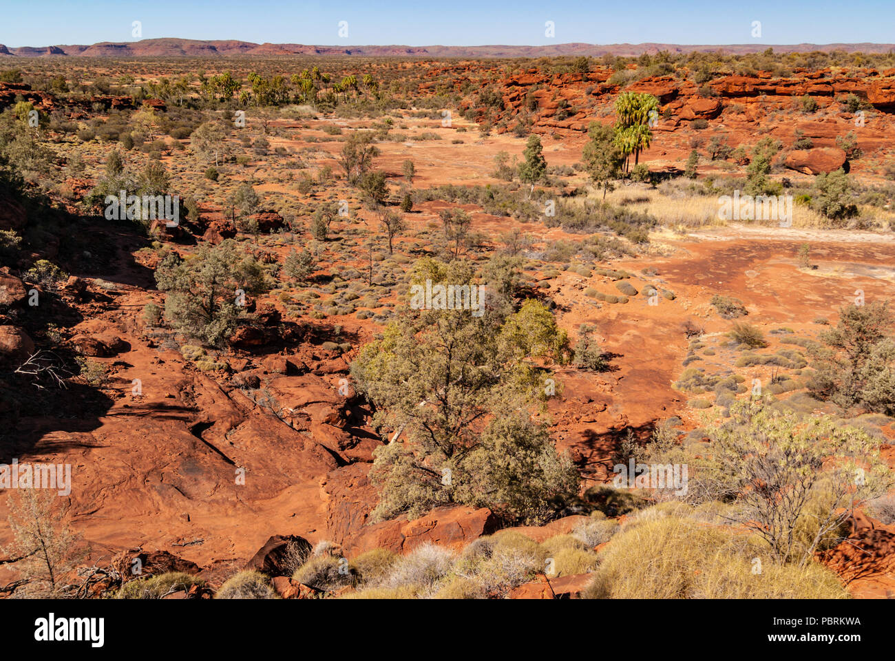 Das Palm Valley, Finke Gorge National Park in Northern Territory, Australien Stockfoto