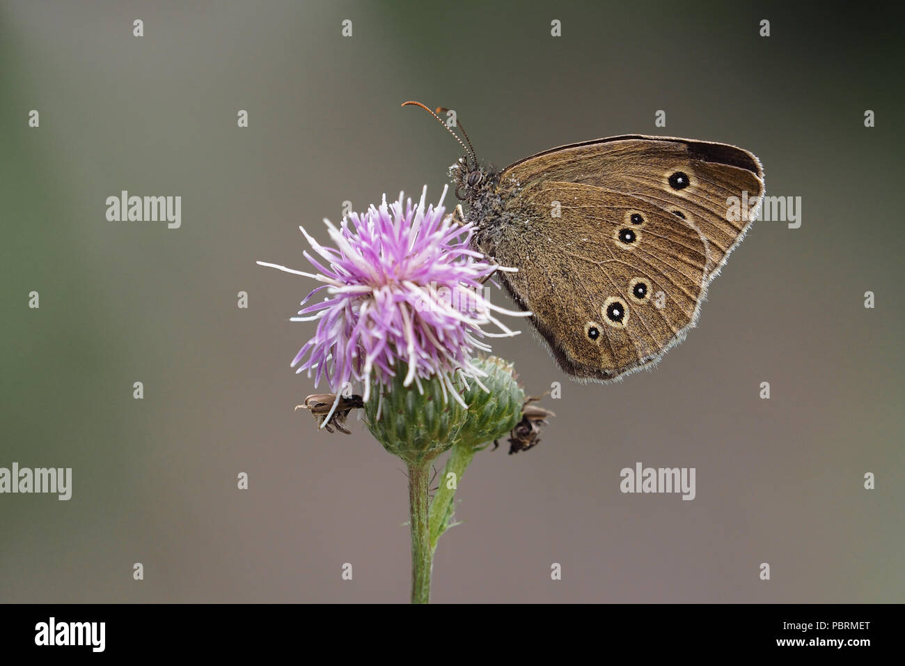 Ringelwürmer Schmetterling (Aphantopus hyperantus) Fütterung auf Thistle. Tipperary, Irland Stockfoto