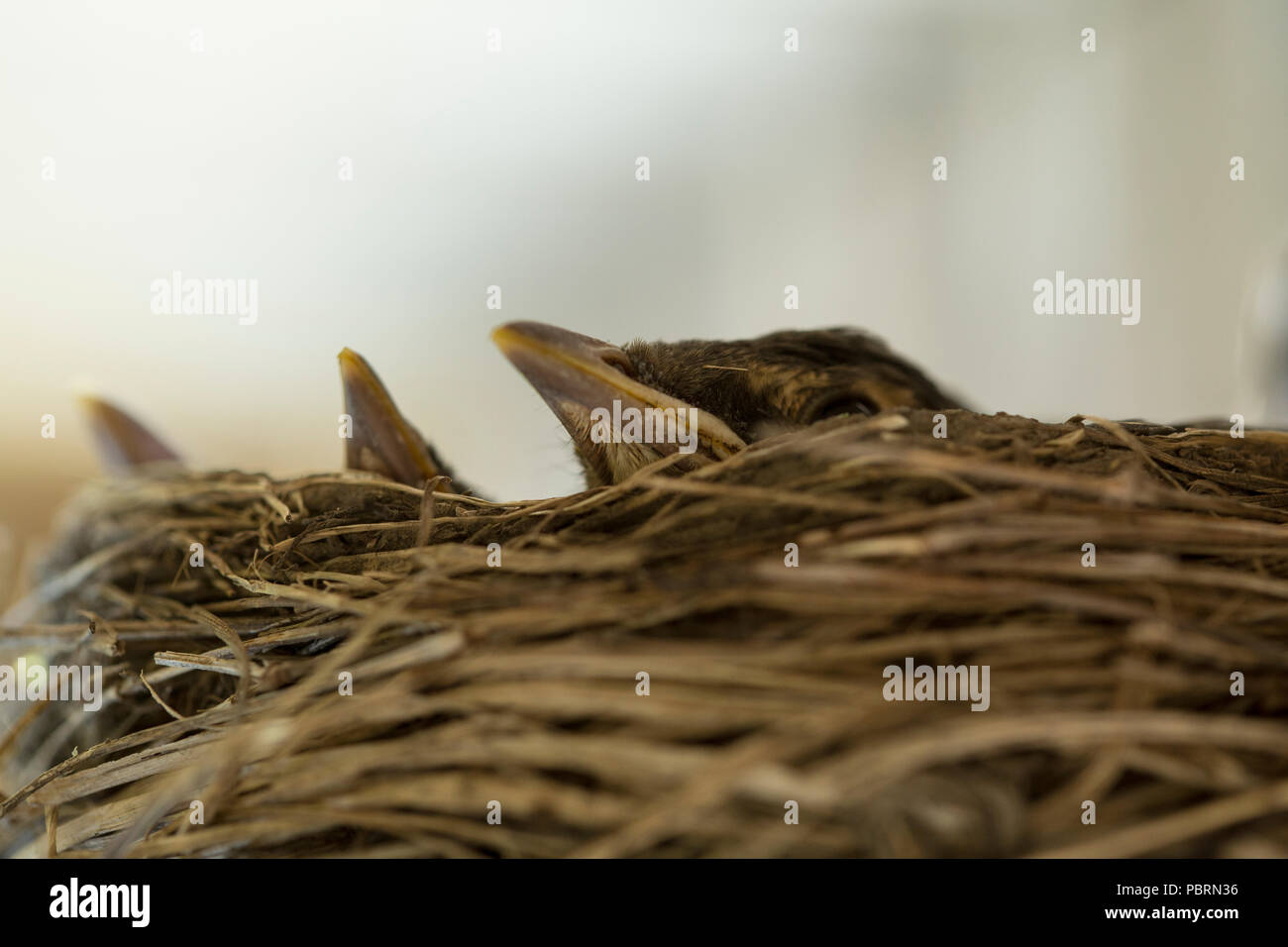 Baby's Vogel Schnabel aus Nest Stockfoto
