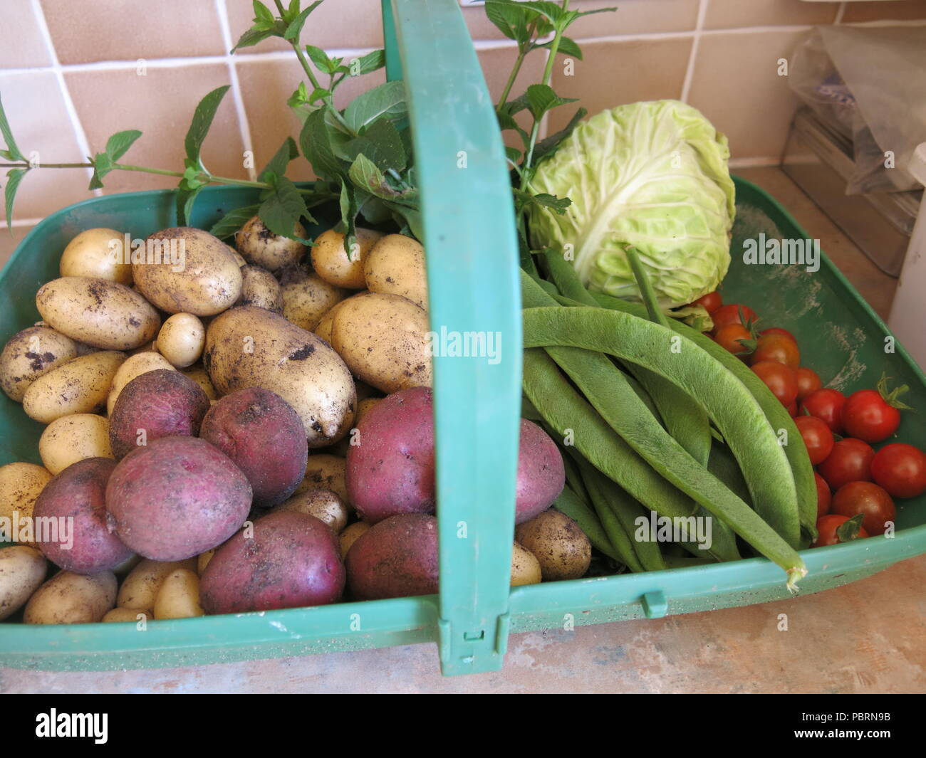Eine trug voller frisch gepflückte Gemüse, die erste Ernte im Sommer 2018 aus einem kleinen Gartenanteil; neue Kartoffeln, Bohnen, Tomaten, Minze und Kohl Stockfoto