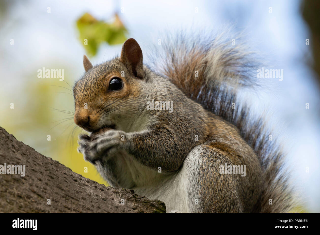 Niedliche graue Eichhörnchen saß auf einem Zweig Fütterung. Stockfoto