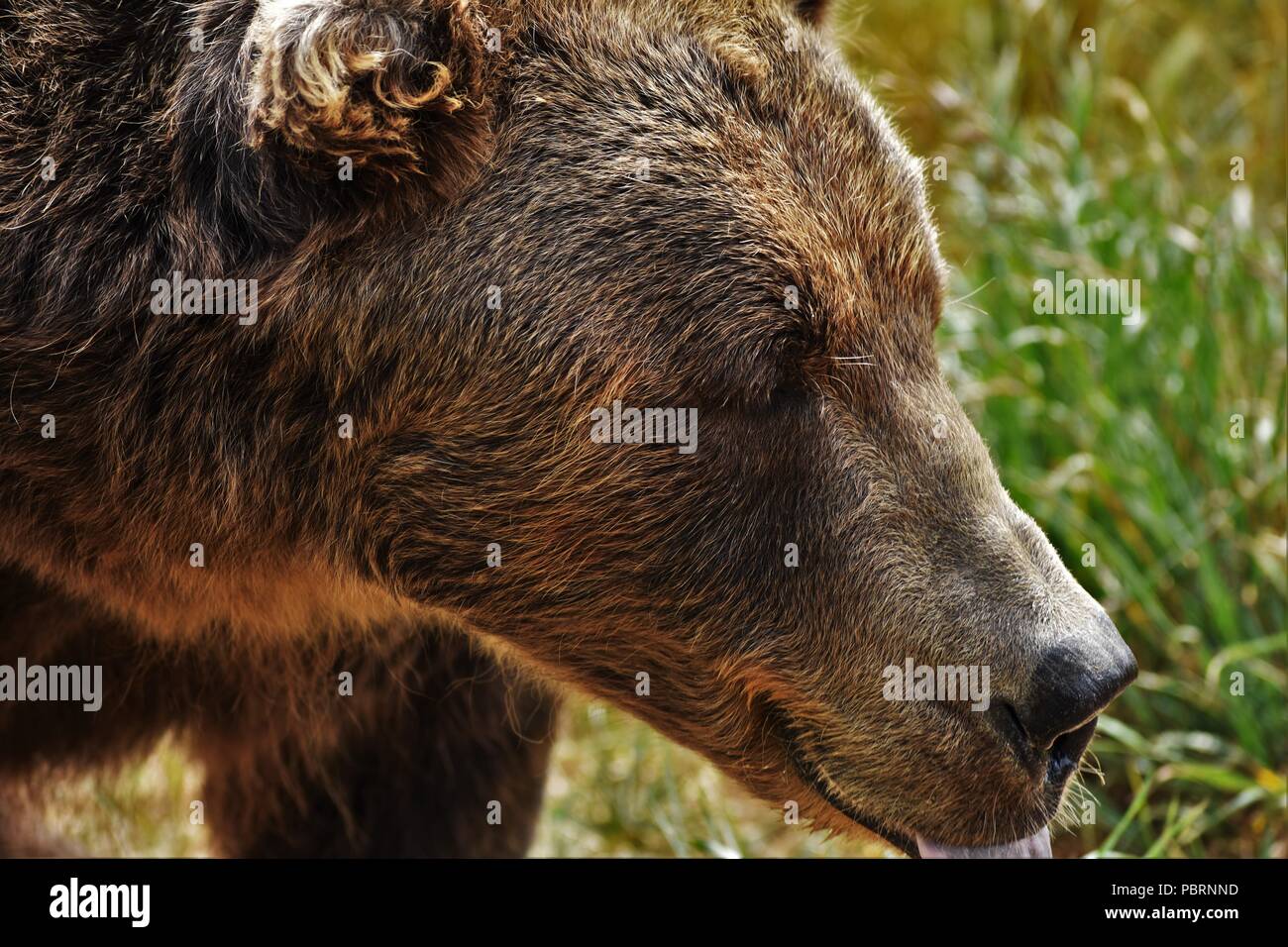 Dieses Foto wurde in eine Safari in Sequim, Washington erfasst Stockfoto