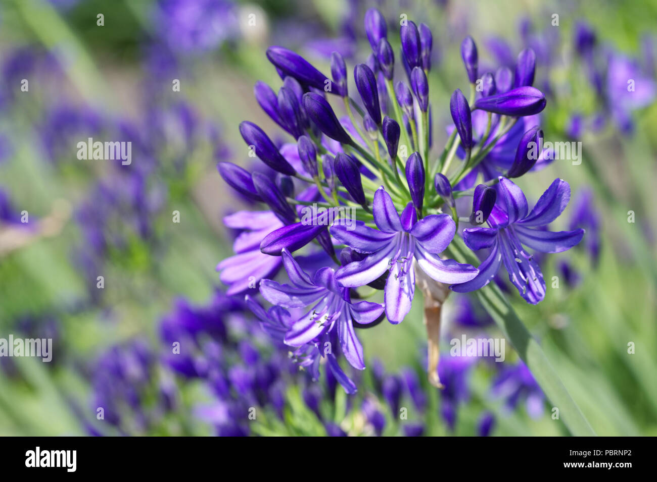 Agapanthus 'Northern Star' Blumen. Stockfoto