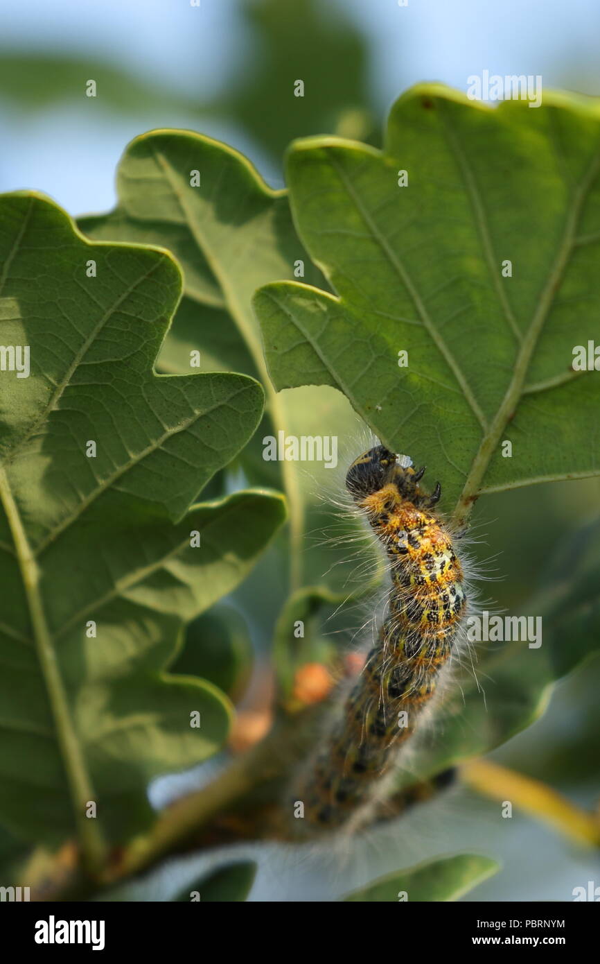 Buff tipp Motte Caterpillar, Phalera bucephala, Fütterung auf einer Eiche Blatt in Cornwall, UK Stockfoto