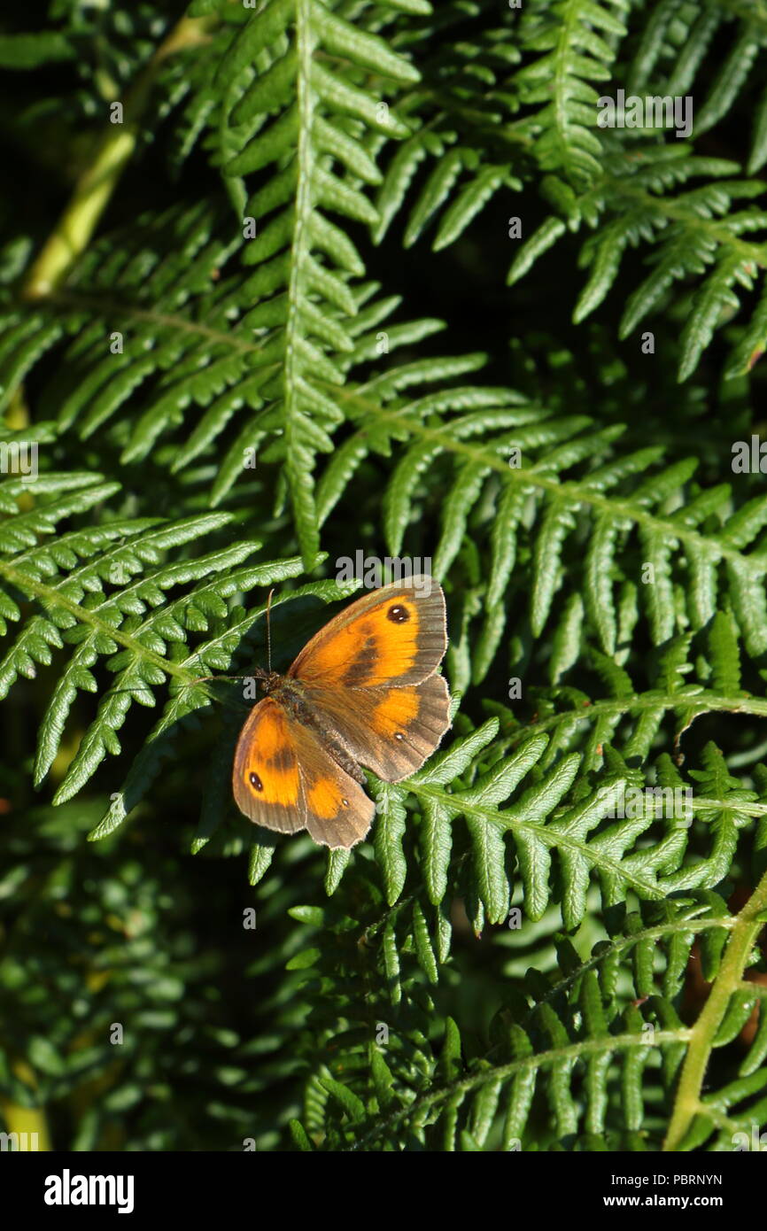 Weibliche Gatekeeper Pyronia tithonus, oder Hedge braune Schmetterling auf ein Farn in Cornwall, Aalen, Deutschland Stockfoto