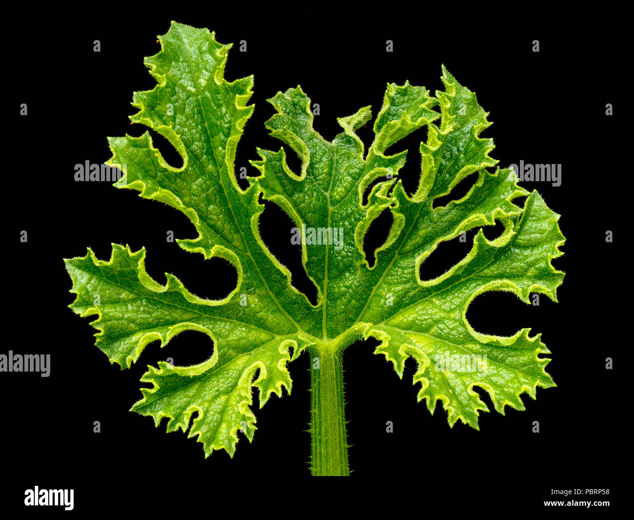 Einzelne neue, frische, grüne Zucchini (Zucchini) Pflanze Blatt auf schwarzen Hintergrund. Stockfoto