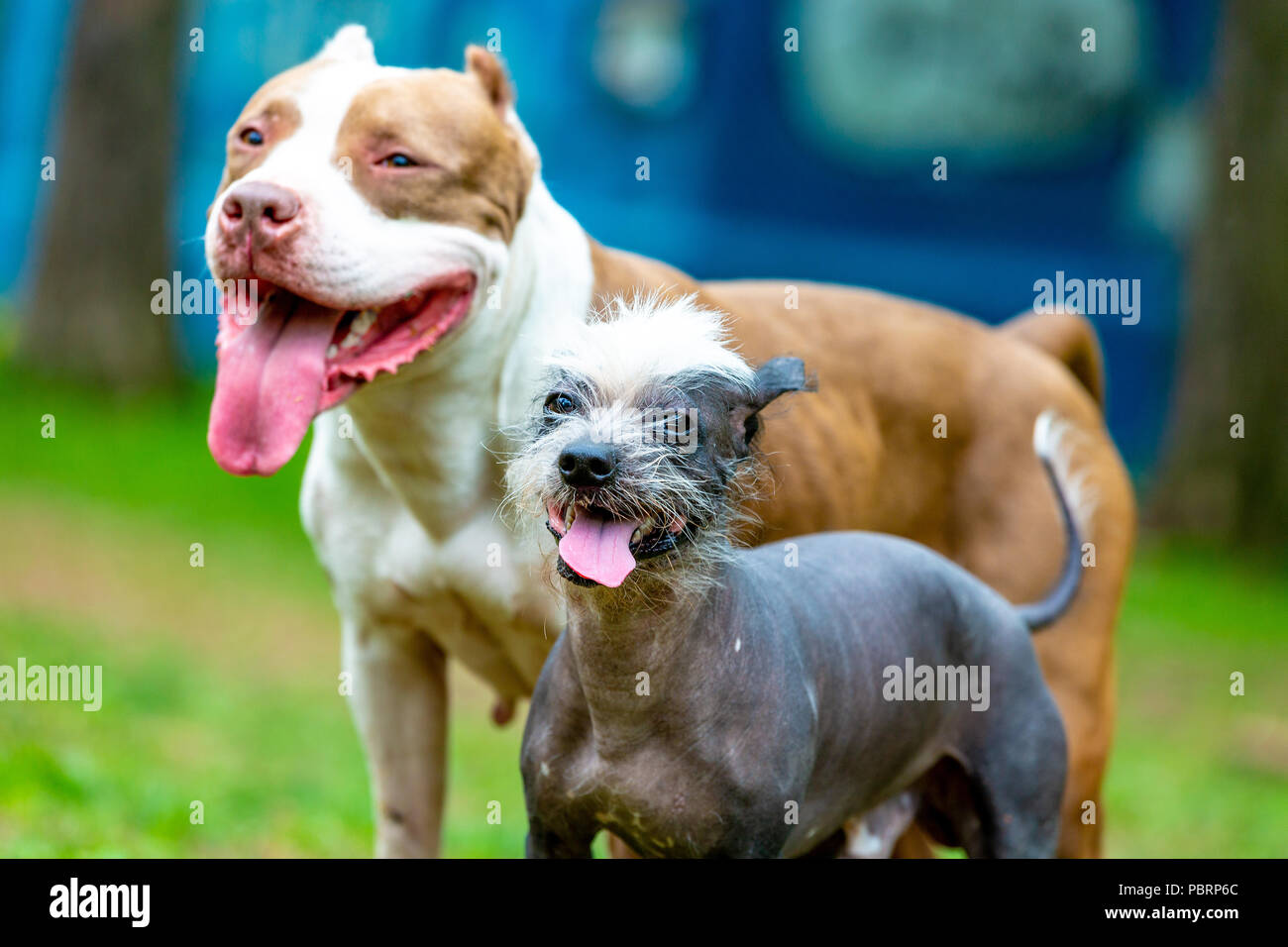 Zwei cutes Hunde zusammen spielen im Freien auf dem grünen Rasen. Lifestyle Portrait von einem Stier und Chinese Crested Stockfoto