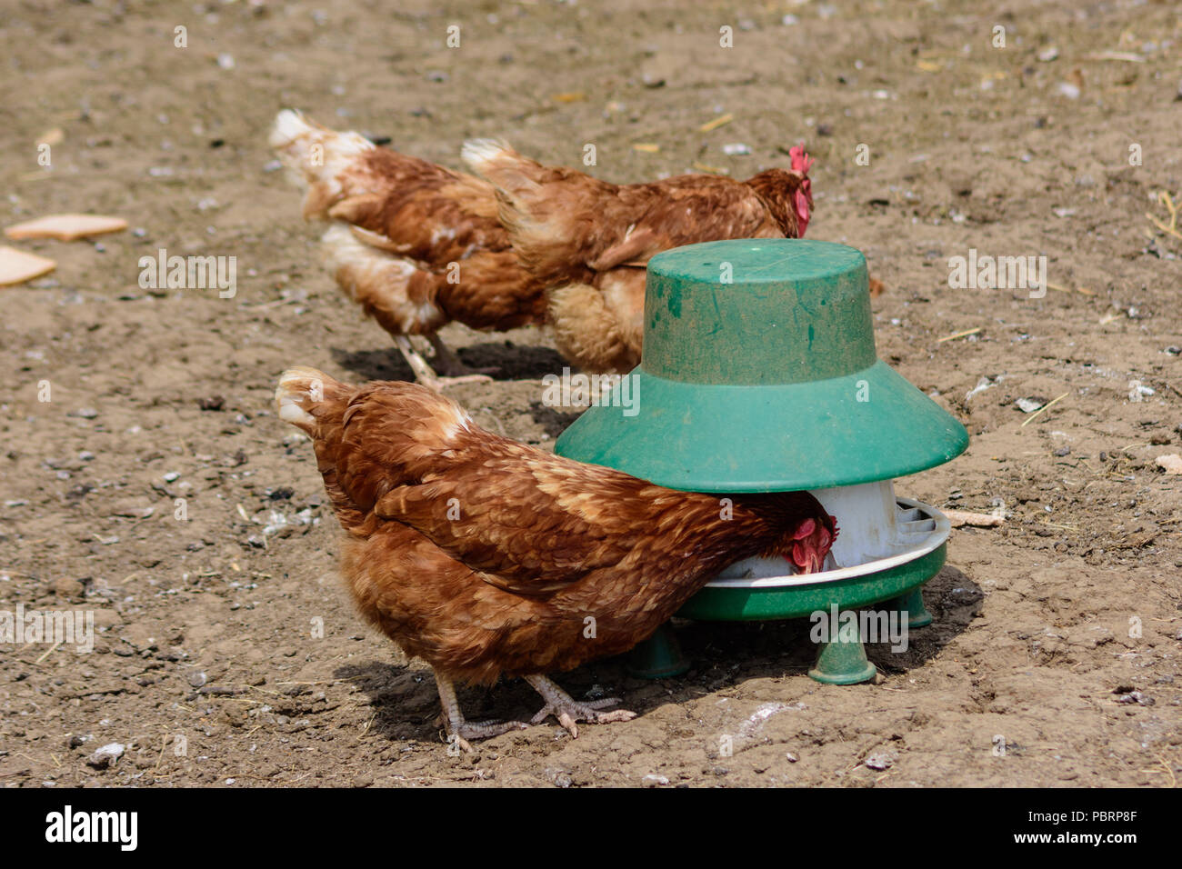 Eine Ex-Batterie Zuhause gefunden freie Strecke ISA braune Henne picken Körner von einem Huhn Schrägförderer Stockfoto