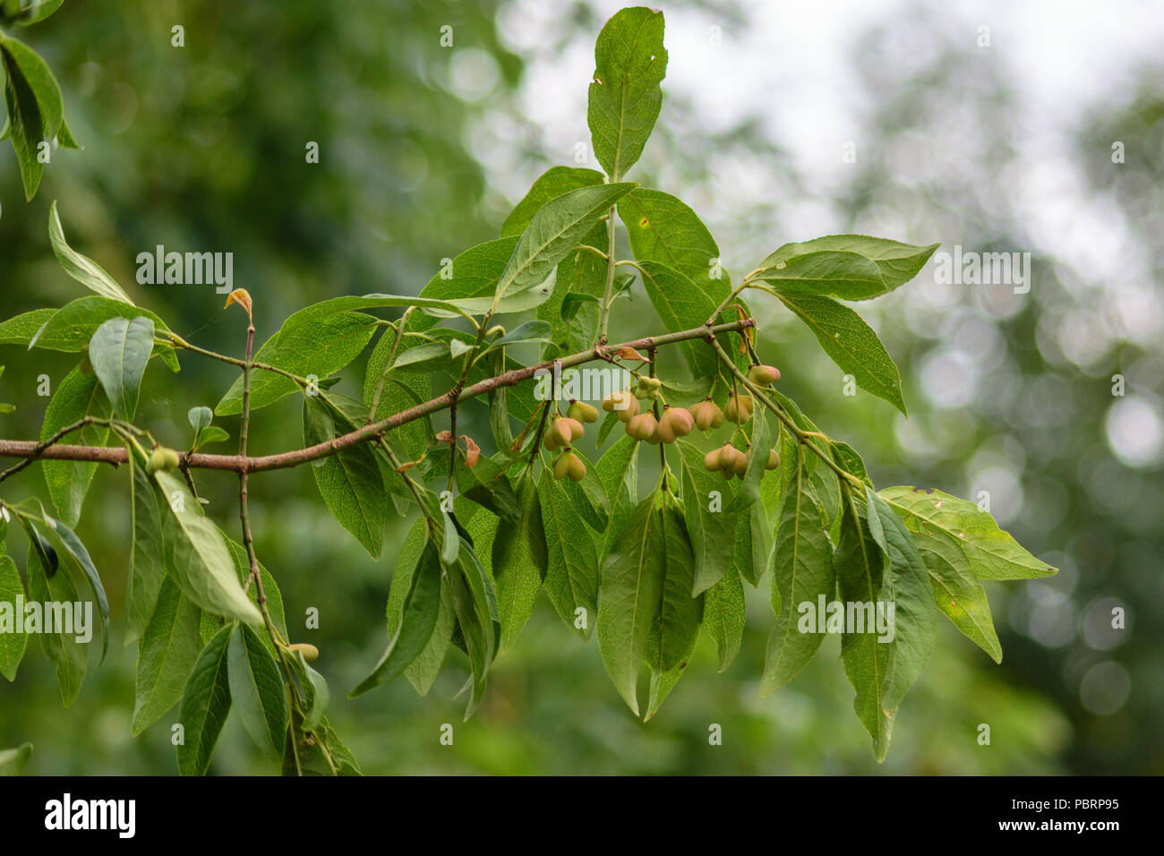 Spindel unreifen Früchten auf einem Zweig entlang des Avon Valley Gehweg in Middlesex Stockfoto