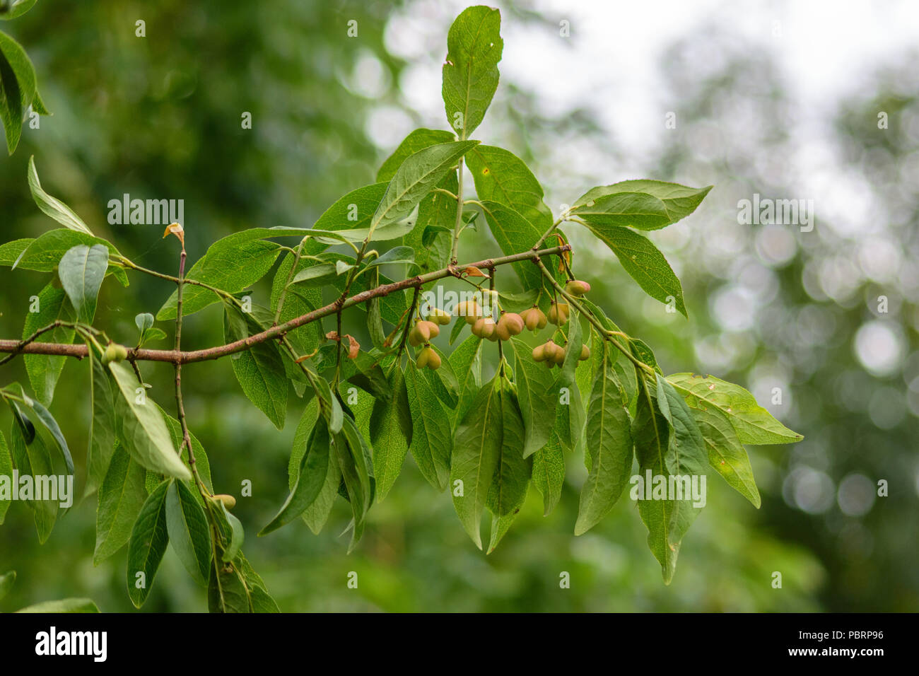 Spindel unreifen Früchten auf einem Zweig entlang des Avon Valley Gehweg in Middlesex Stockfoto