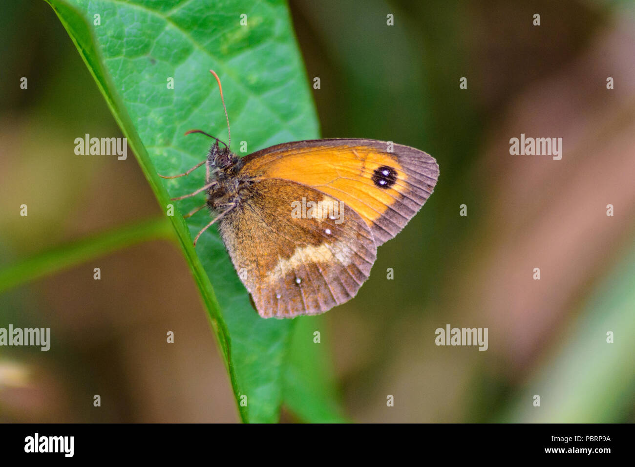 Gatekeeper Butterfly auch bekannt als Hedge braun oder Pyronia tithonus ruht auf einem Blatt mit seine Flügel in Chippenham geschlossen Stockfoto