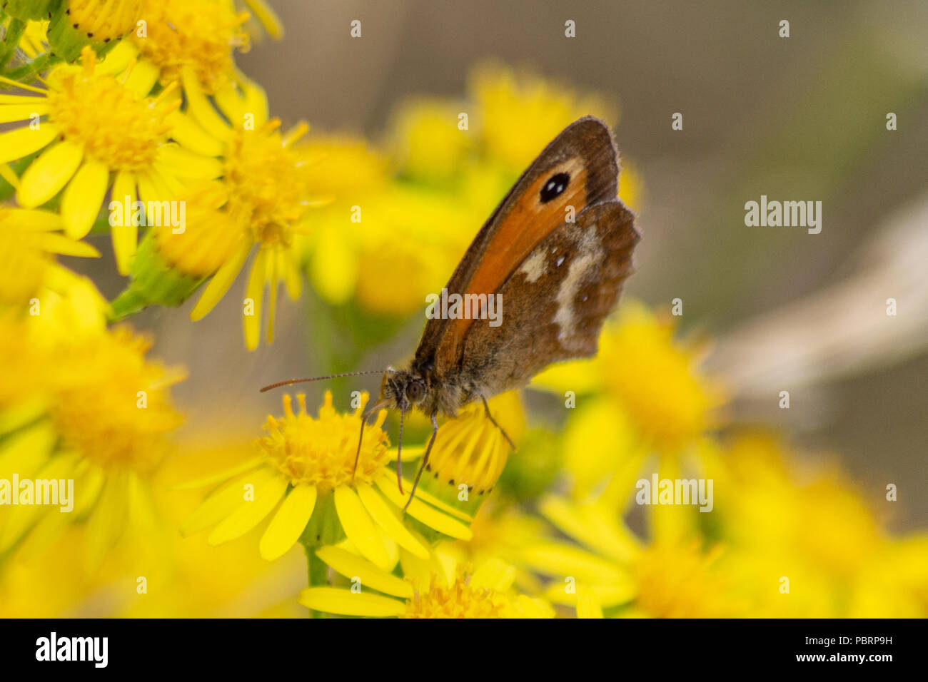 Ein Gatekeeper oder Hedge braune Schmetterling mit seinen geschlossenen Flügeln Beschickung von Ragwort Blumen in der Nähe des Flusses Avon in Chippenham Wiltshire Stockfoto