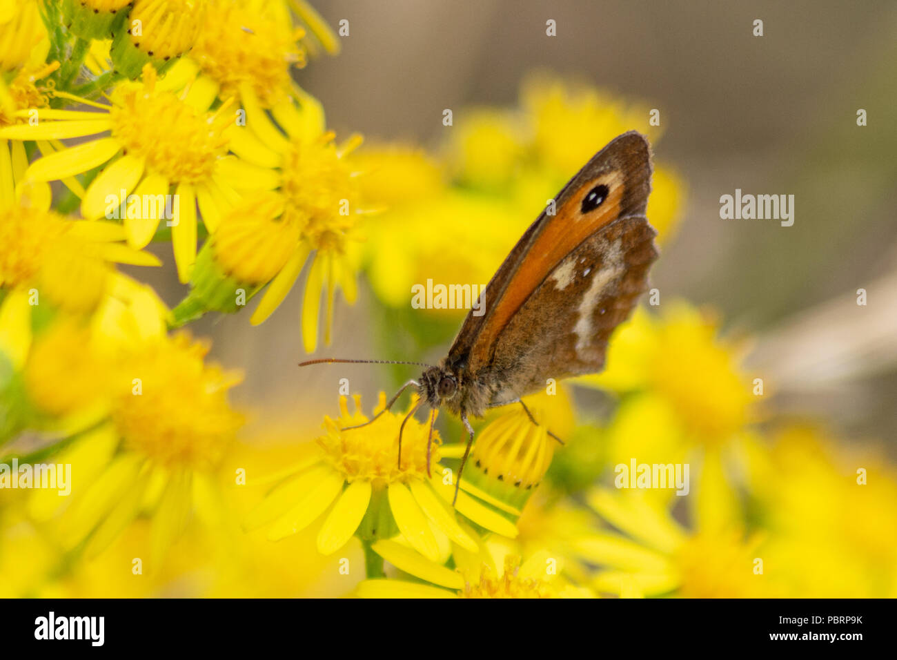 Ein Gatekeeper oder Hedge braune Schmetterling mit seinen geschlossenen Flügeln Beschickung von Ragwort Blumen in der Nähe des Flusses Avon in Chippenham Wiltshire Stockfoto
